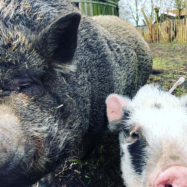 Two pigs are depicted close together in a farmyard setting. One pig has a dark, coarse coat, while the other is small, with a light-colored body and distinctive black markings on its face. The background includes grassy ground and wooden structures.