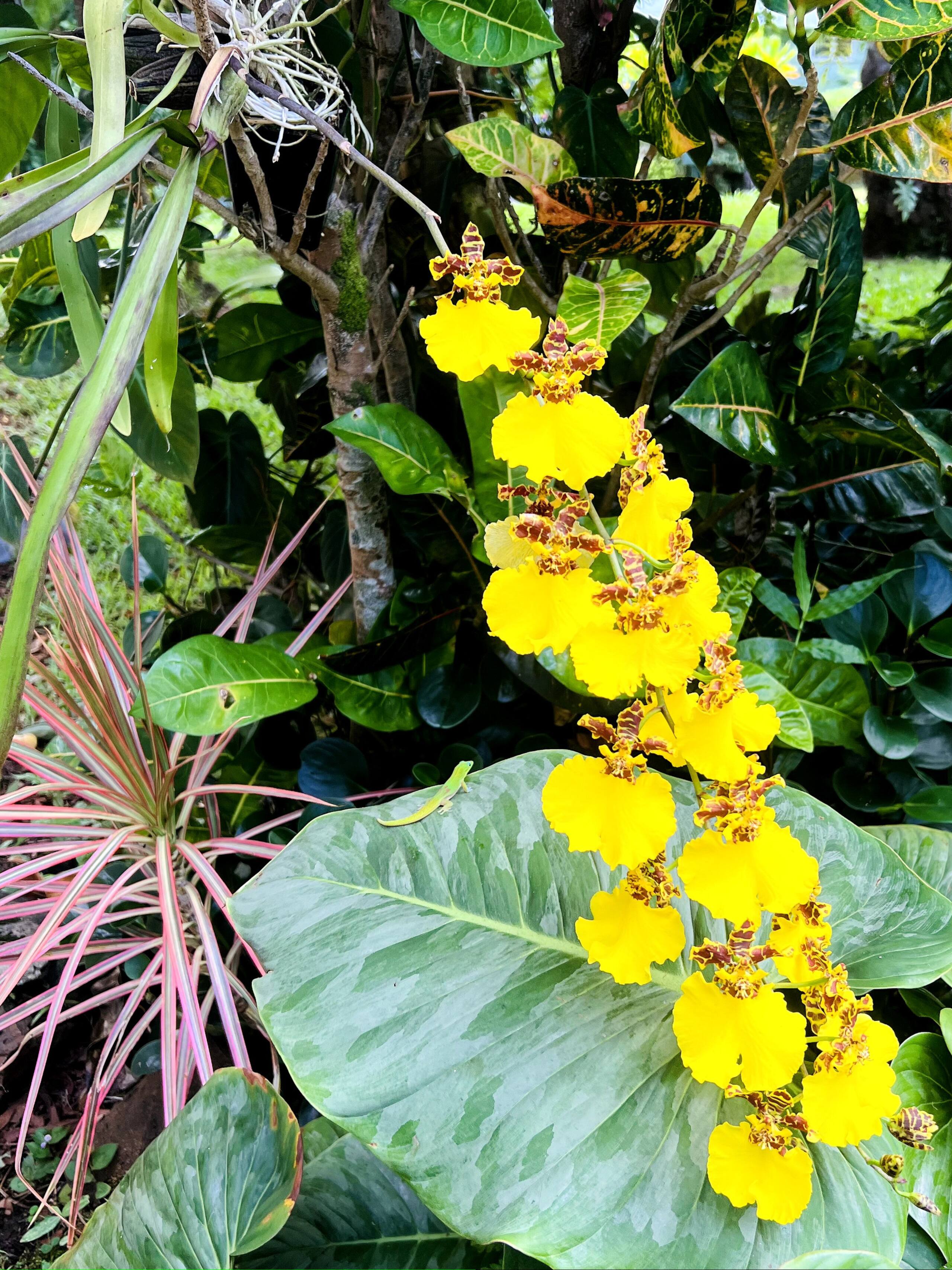 Home in Hilo · ★4.93 · 3 bedrooms · 3 beds · 2 baths - Image 13