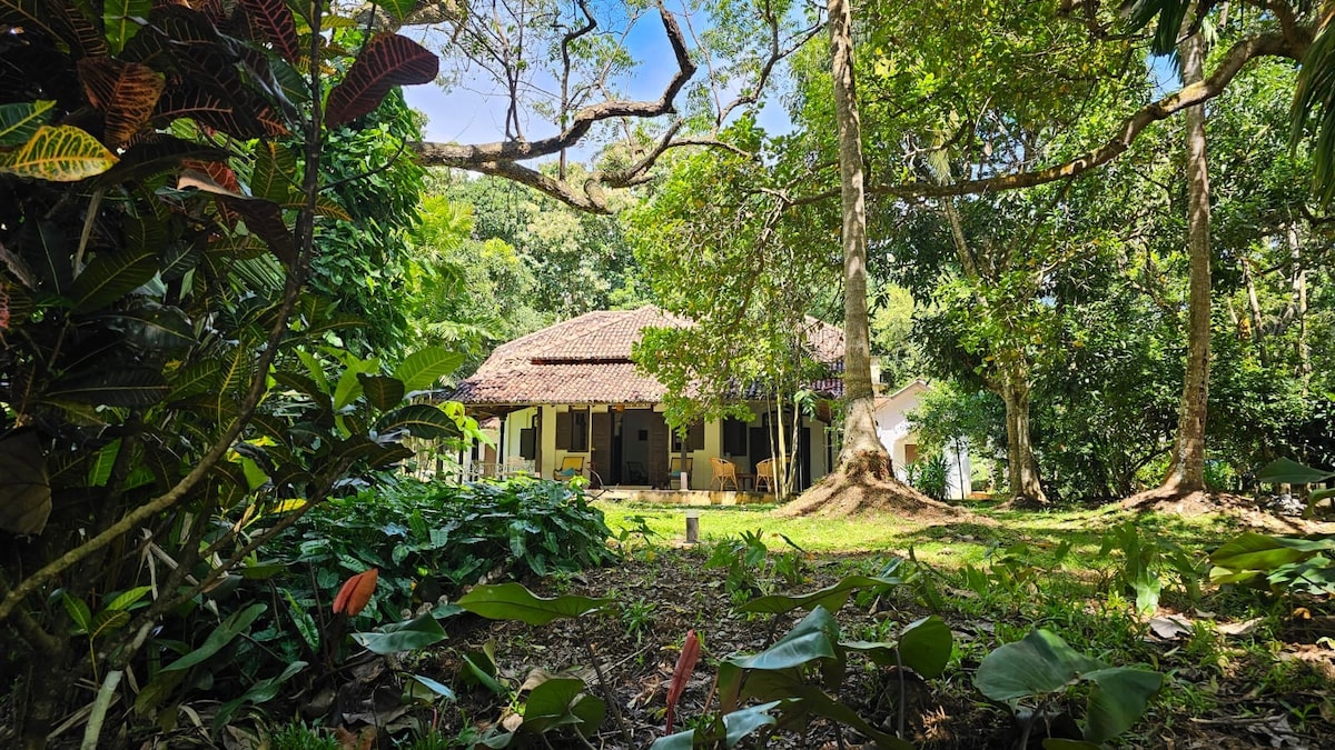A colonial style bungalow with a thatched roof is surrounded by lush greenery and tall trees. The building features a covered porch and large windows, creating a harmonious presence within the natural landscape. Vibrant foliage and tropical plants enhance the serene atmosphere.