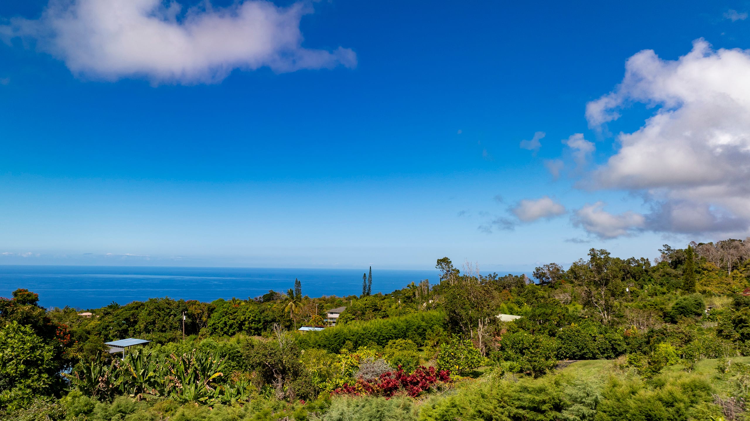 Luxury Pool, Oceanview, 7 acres of avos & fruit - Photo 32