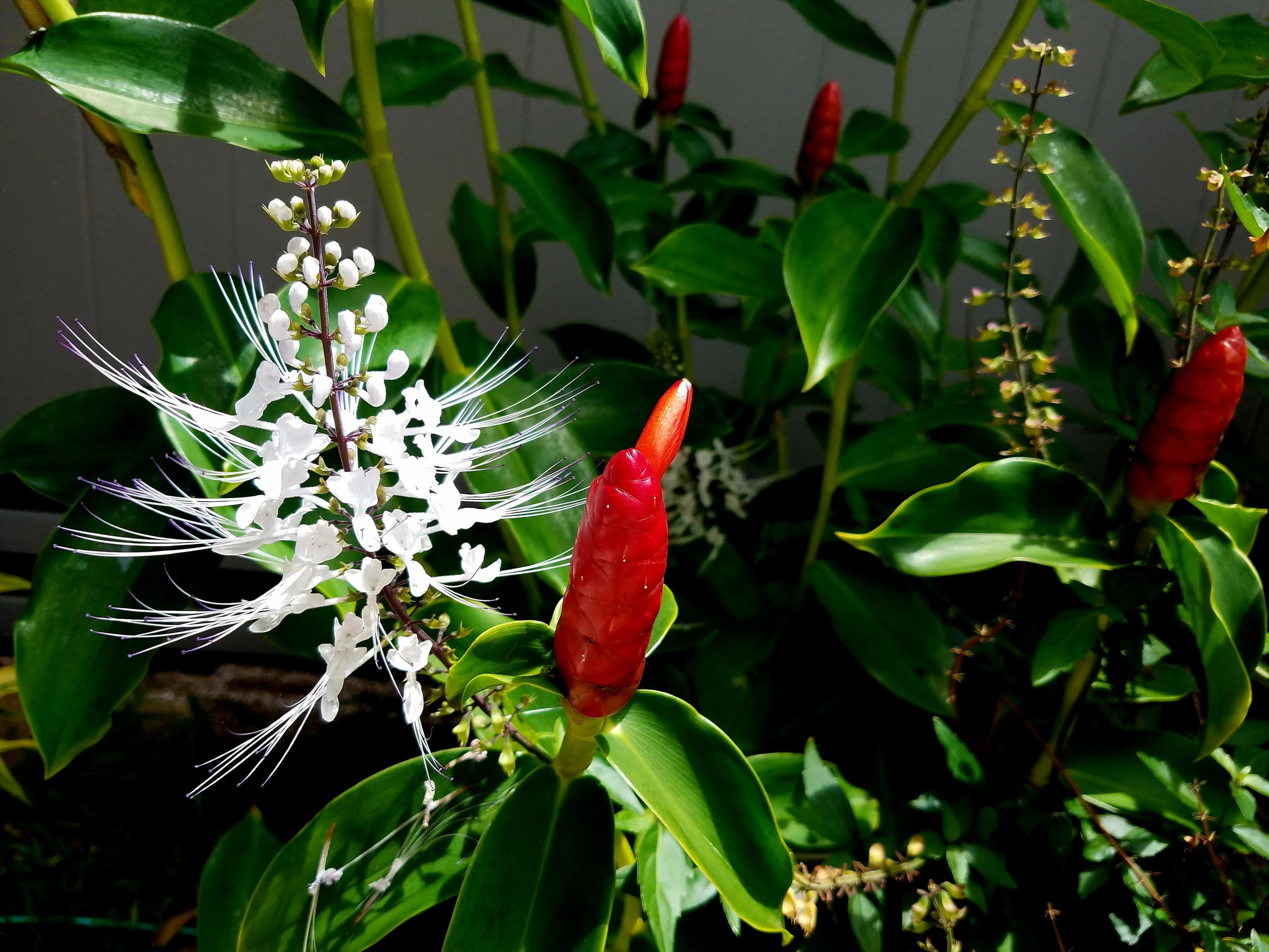 Home in Laupahoehoe · ★4.94 · 2 bedrooms · 2 beds · 1.5 baths - Photo 30
