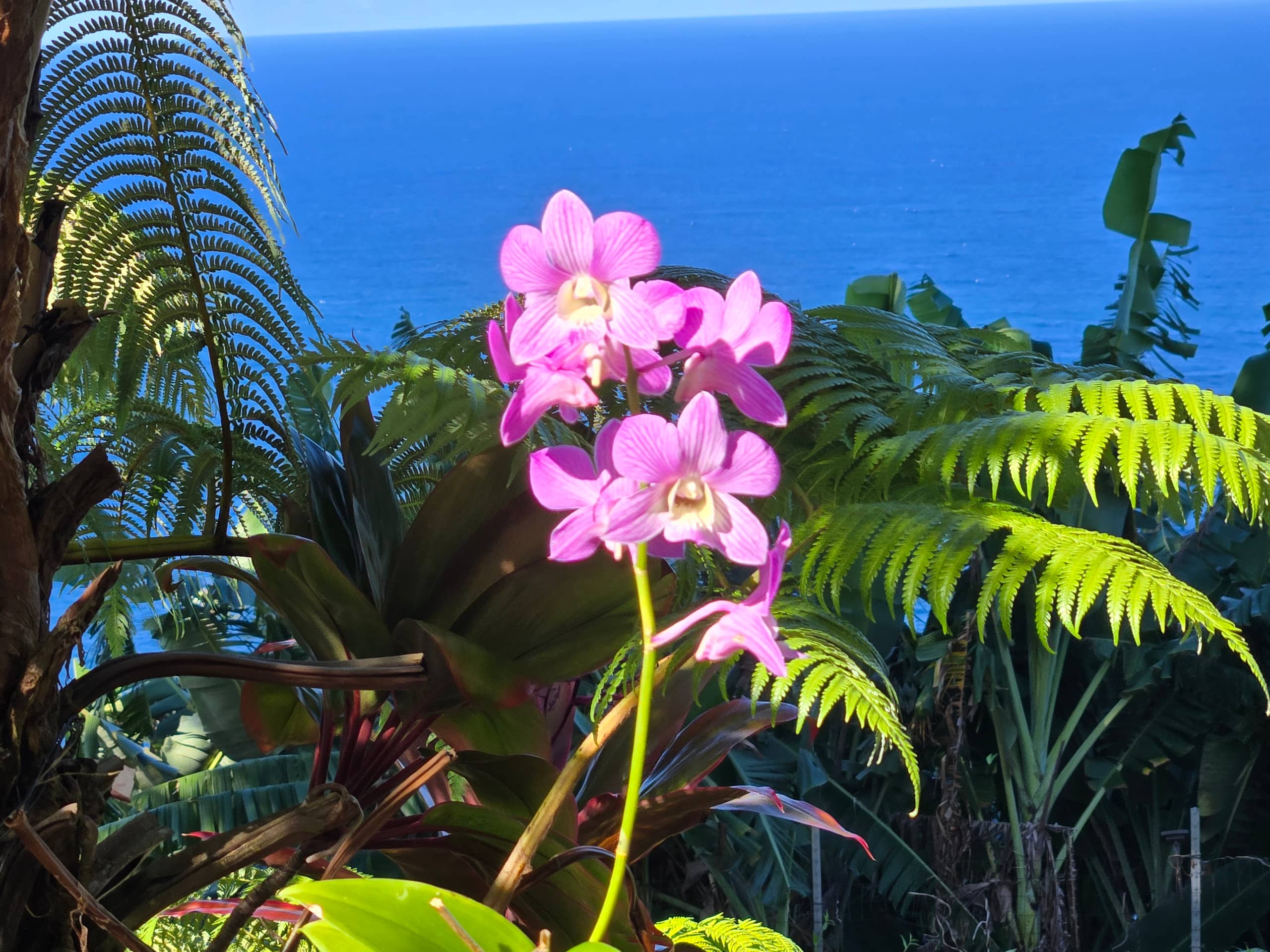 Home in Laupahoehoe · ★4.94 · 2 bedrooms · 2 beds · 1.5 baths - Photo 28