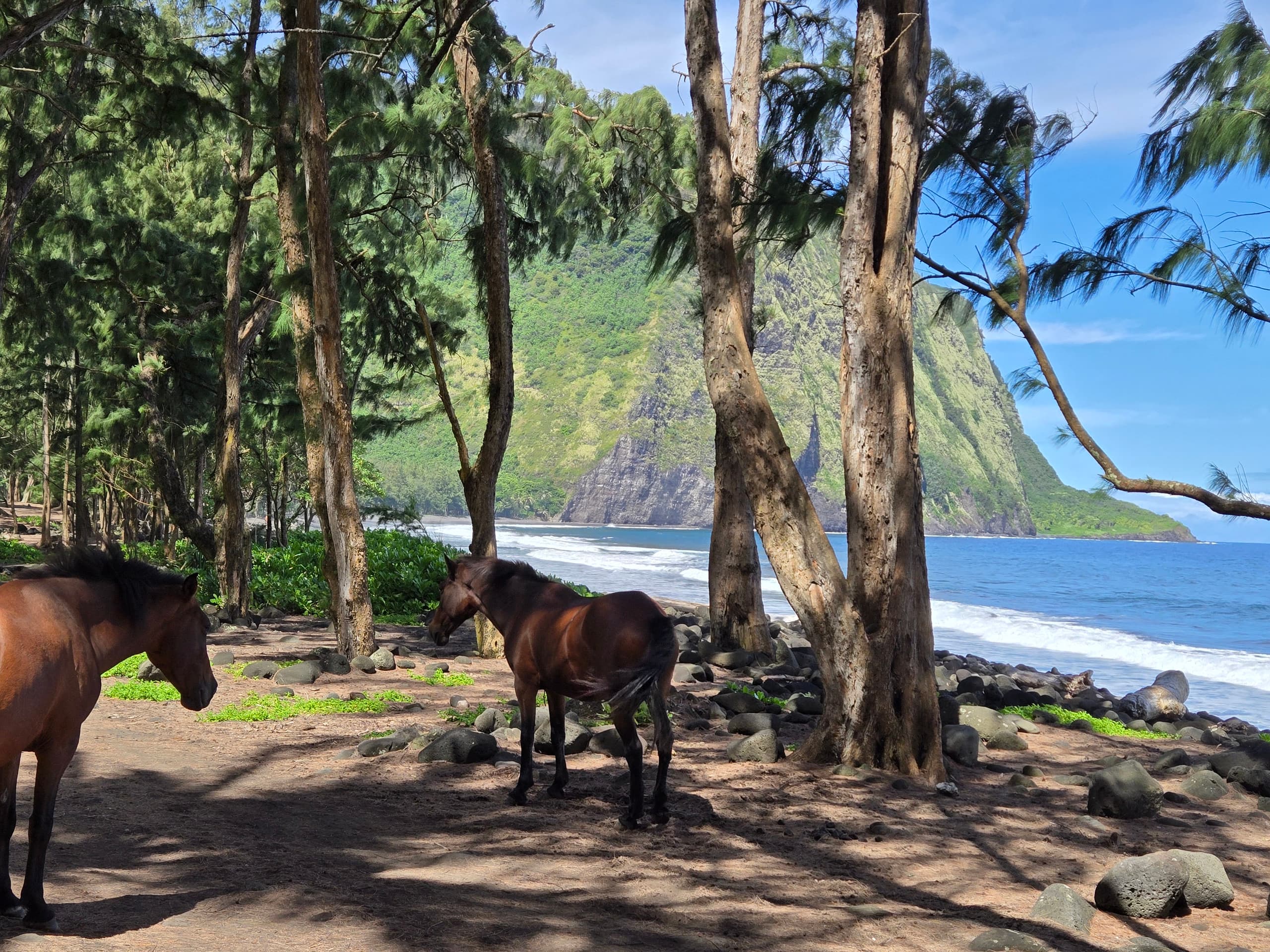 Home in Laupahoehoe · ★4.94 · 2 bedrooms · 2 beds · 1.5 baths - Photo 111