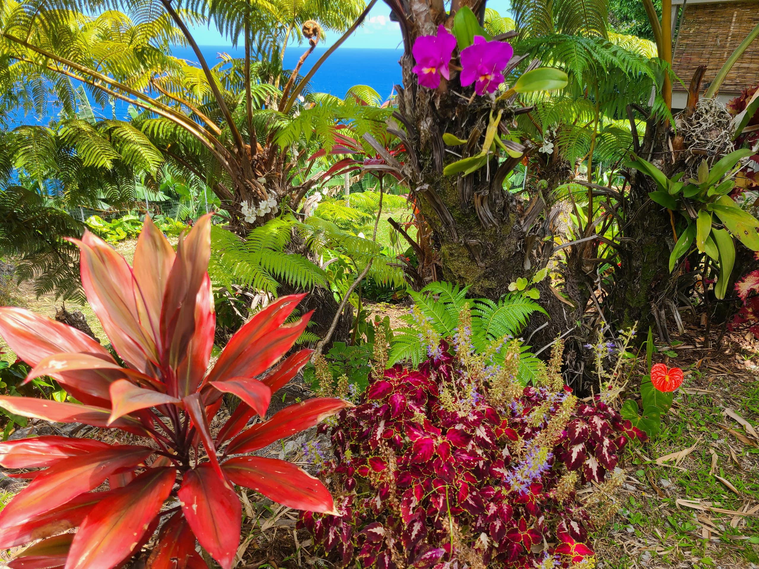 Home in Laupahoehoe · ★4.94 · 2 bedrooms · 2 beds · 1.5 baths - Photo 26