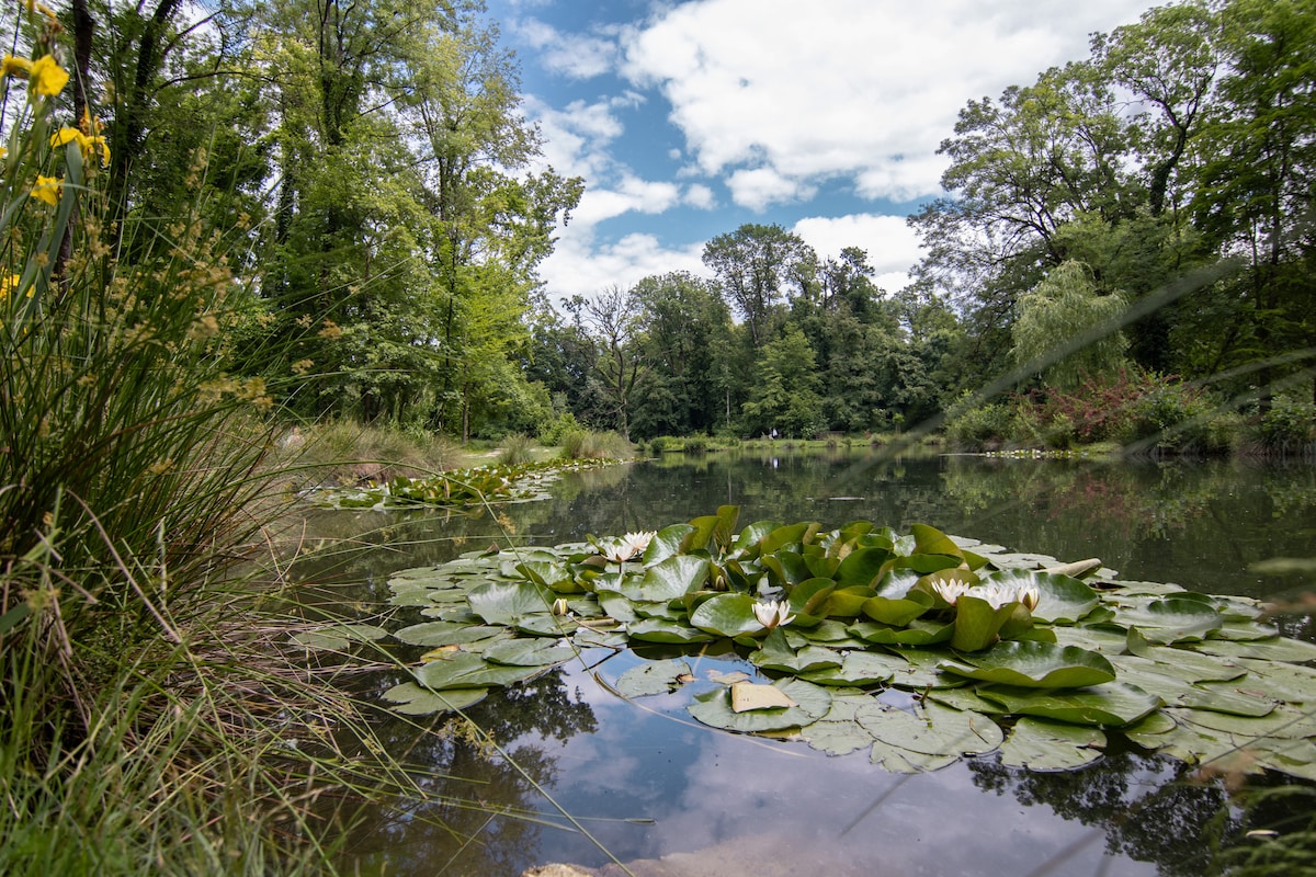 A serene pond is visible, surrounded by lush greenery. Water lilies float atop the calm surface, reflecting the clear blue sky and scattered clouds. Tall grasses and wildflowers frame the scene, contributing to the tranquil atmosphere of nature.