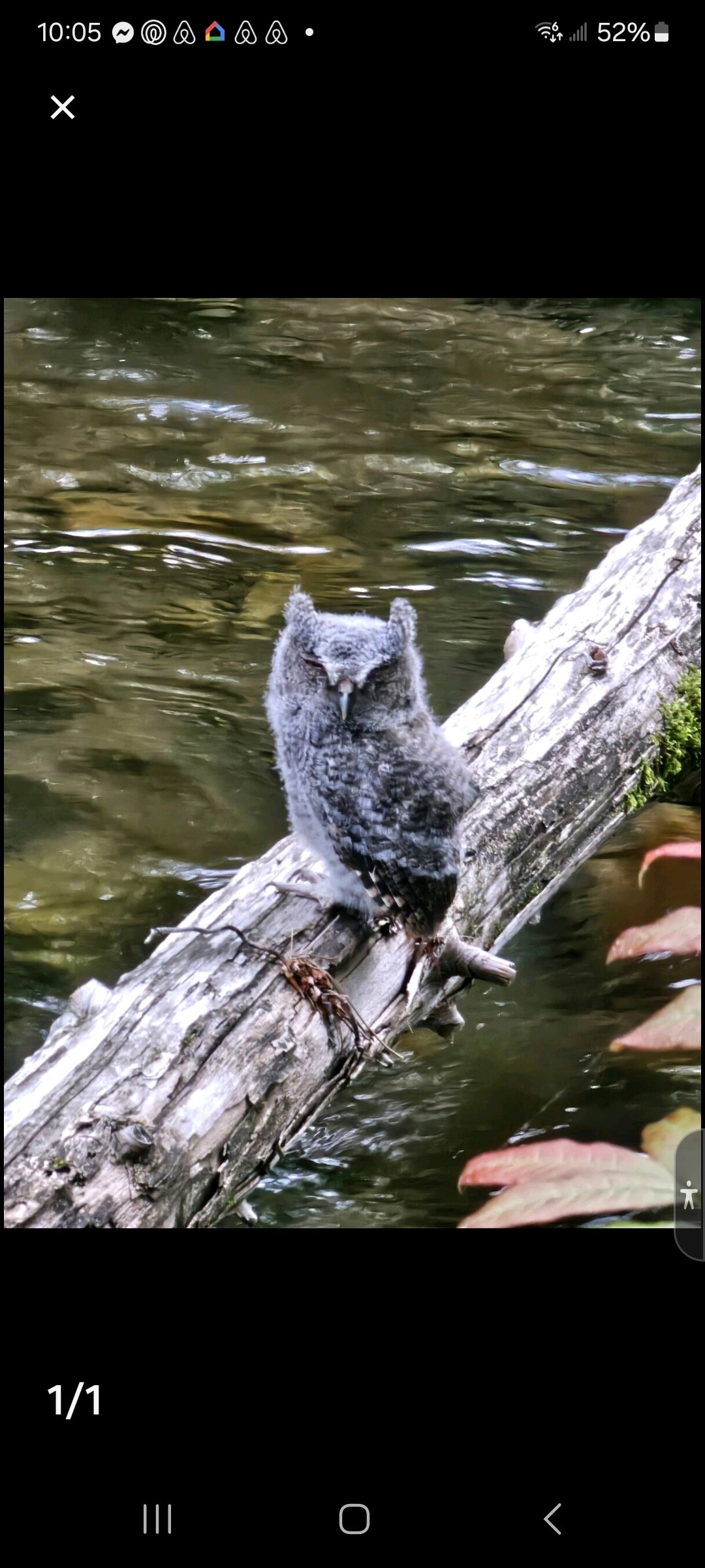 A small bird is perched on a fallen log that lies across the river. The bird's gray feathers blend with its natural surroundings, while clear water flows gently beneath. Soft greenery and colors of foliage are visible in the background, enhancing the tranquil atmosphere.