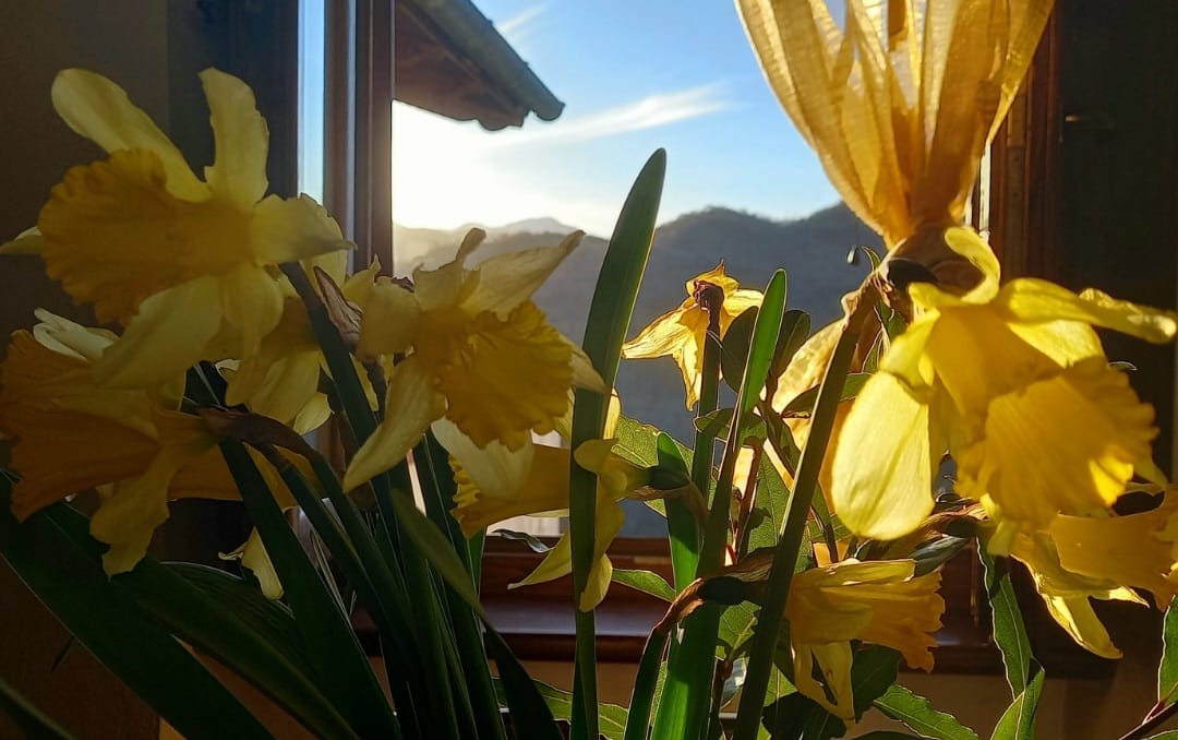 A vase filled with vibrant yellow daffodils is positioned near a window. Soft natural light filters through, illuminating the delicate petals against a backdrop of distant mountains and a clear sky.