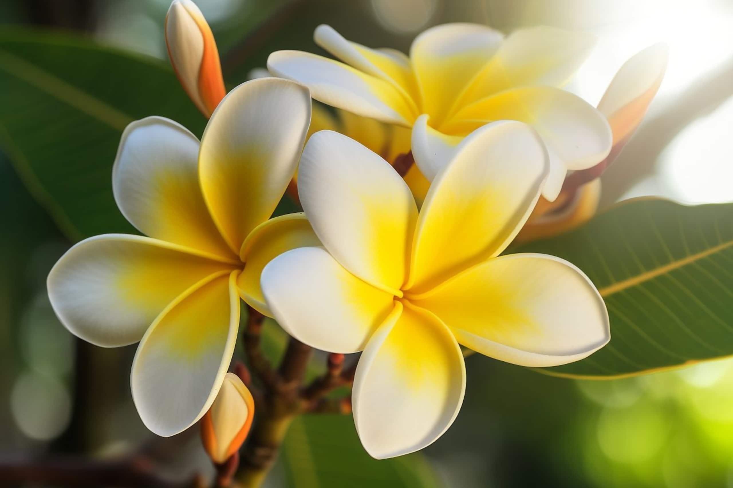 Condo in Lahaina · ★4.98 · 1 bedroom · 1 bed · 1 bath - Image 6