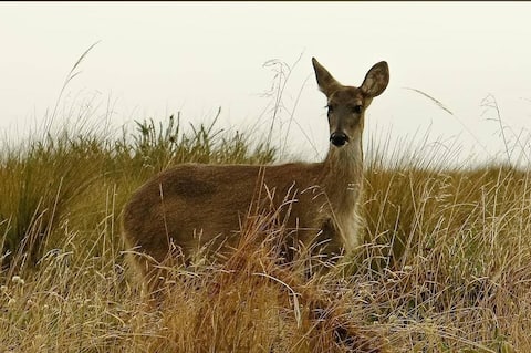 Eco Friendly Tiny House at Cotopaxi National Park