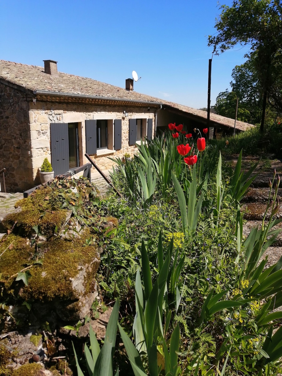 A charming stone exterior is framed by red tulips and lush greenery. Large windows with dark shutters offer glimpses of the interior. A clear blue sky is visible overhead, enhancing the peaceful surroundings of the renovated farmhouse.
