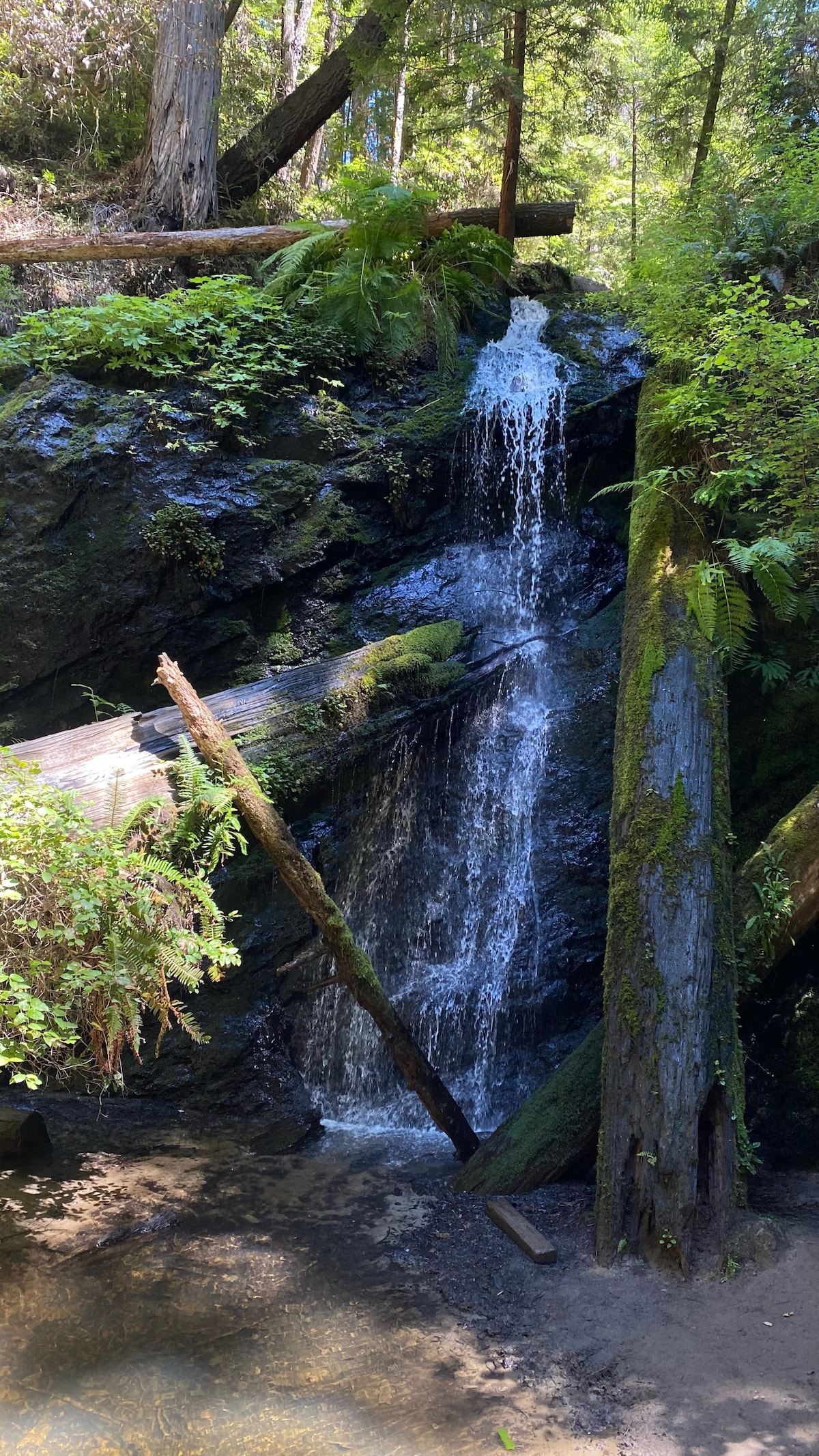 A small waterfall cascades down rocky terrain, surrounded by lush greenery and ferns. Sunlight filters through the trees, illuminating the water as it flows over moss-covered stones. Fallen logs and rocks create a natural border around the tranquil pool at the base.