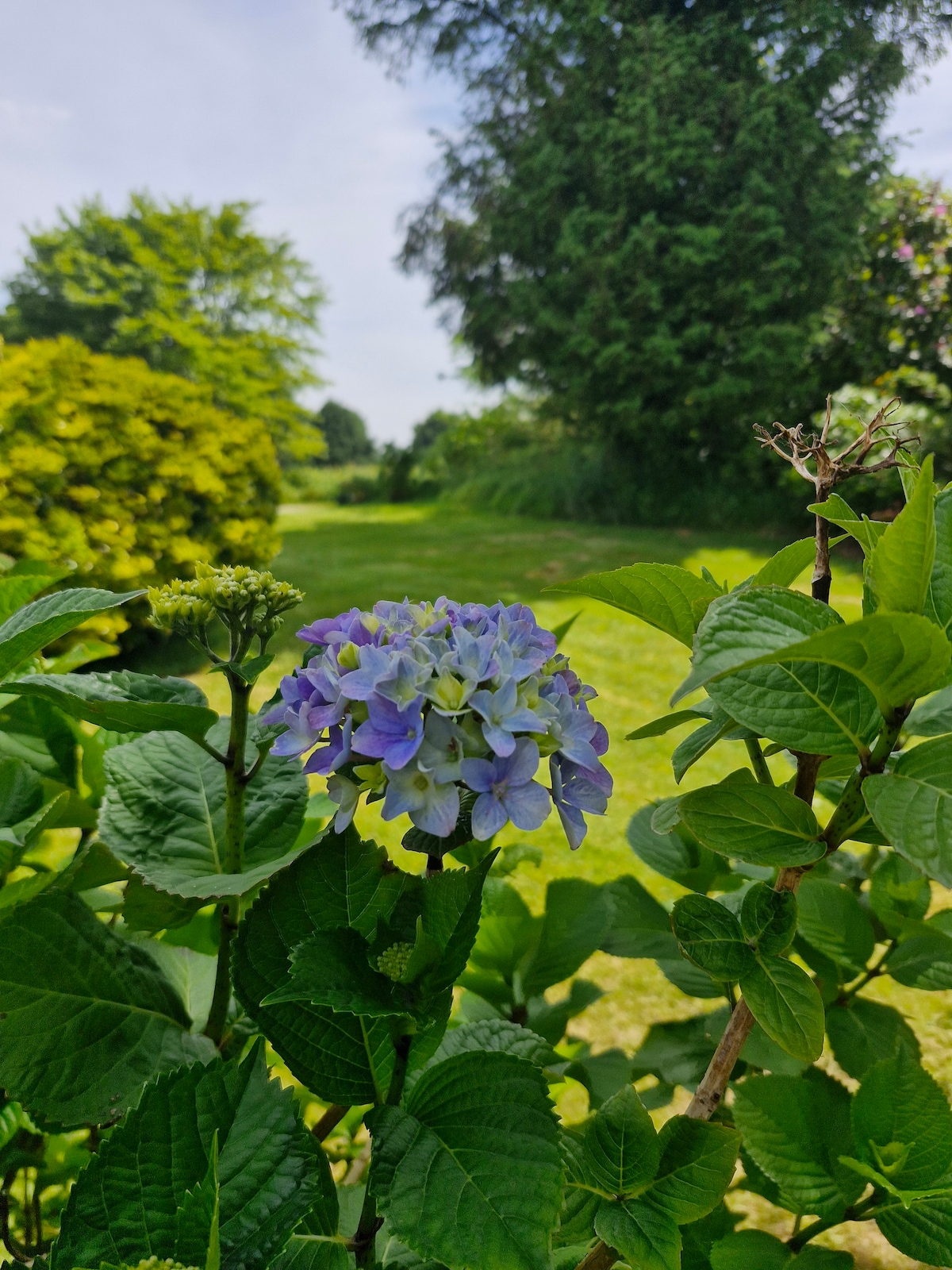 A close-up of a hydrangea flower is displayed in full bloom, showcasing shades of blue and purple. Surrounding greenery includes lush leaves and budding flowers, set against a blurred background of a spacious garden with trees and shrubs under a sunny sky.
