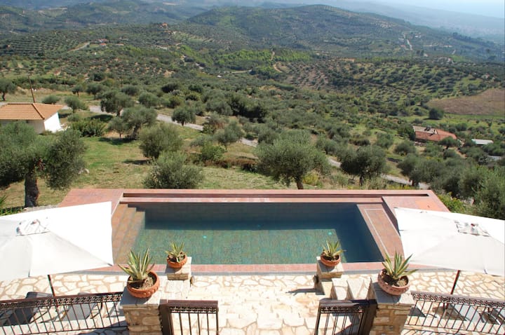The olive grove at Old Olive House