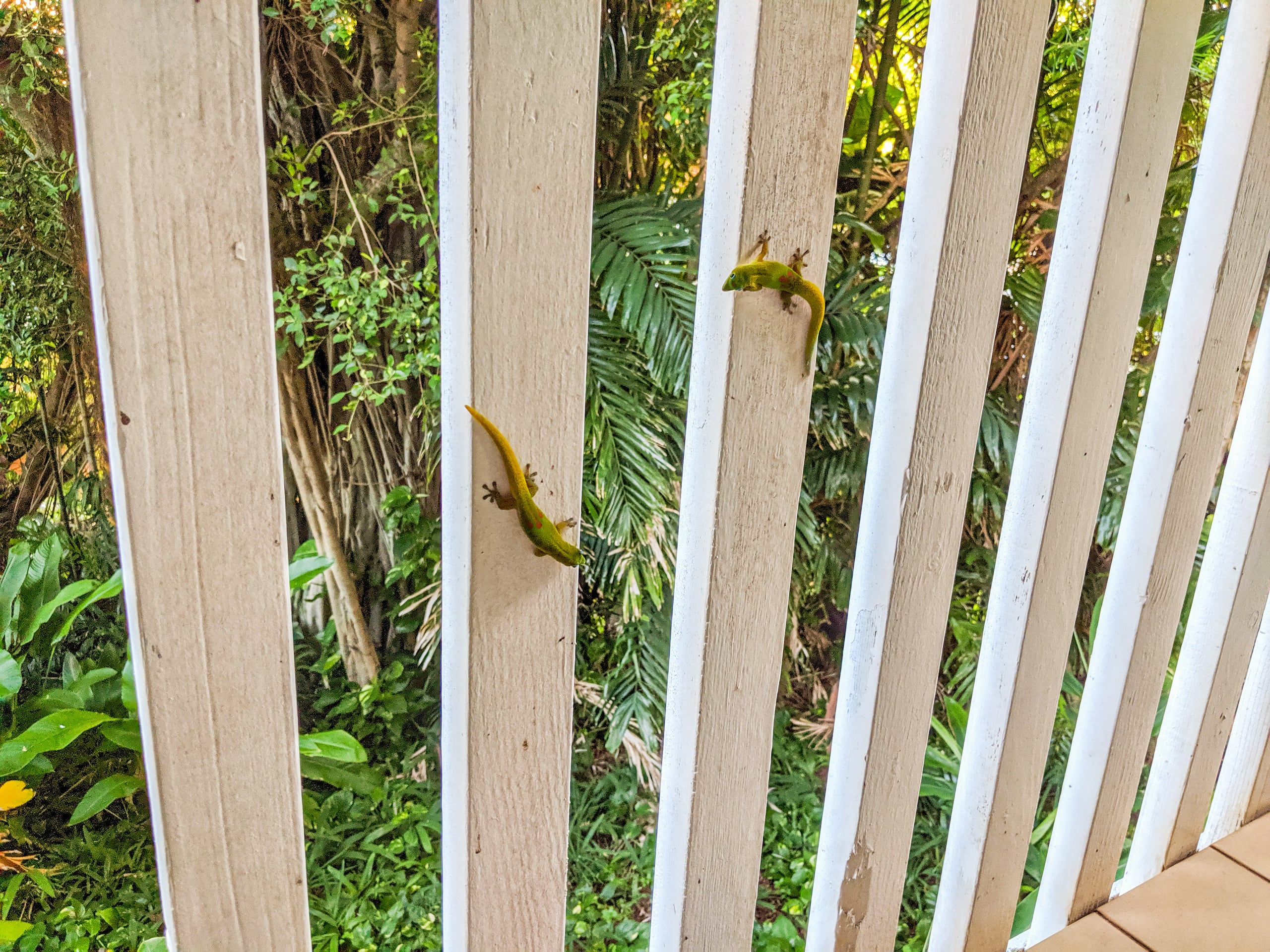 Condo in Koloa · ★4.92 · 1 bedroom · 2 beds · 1 private bath - Image 18