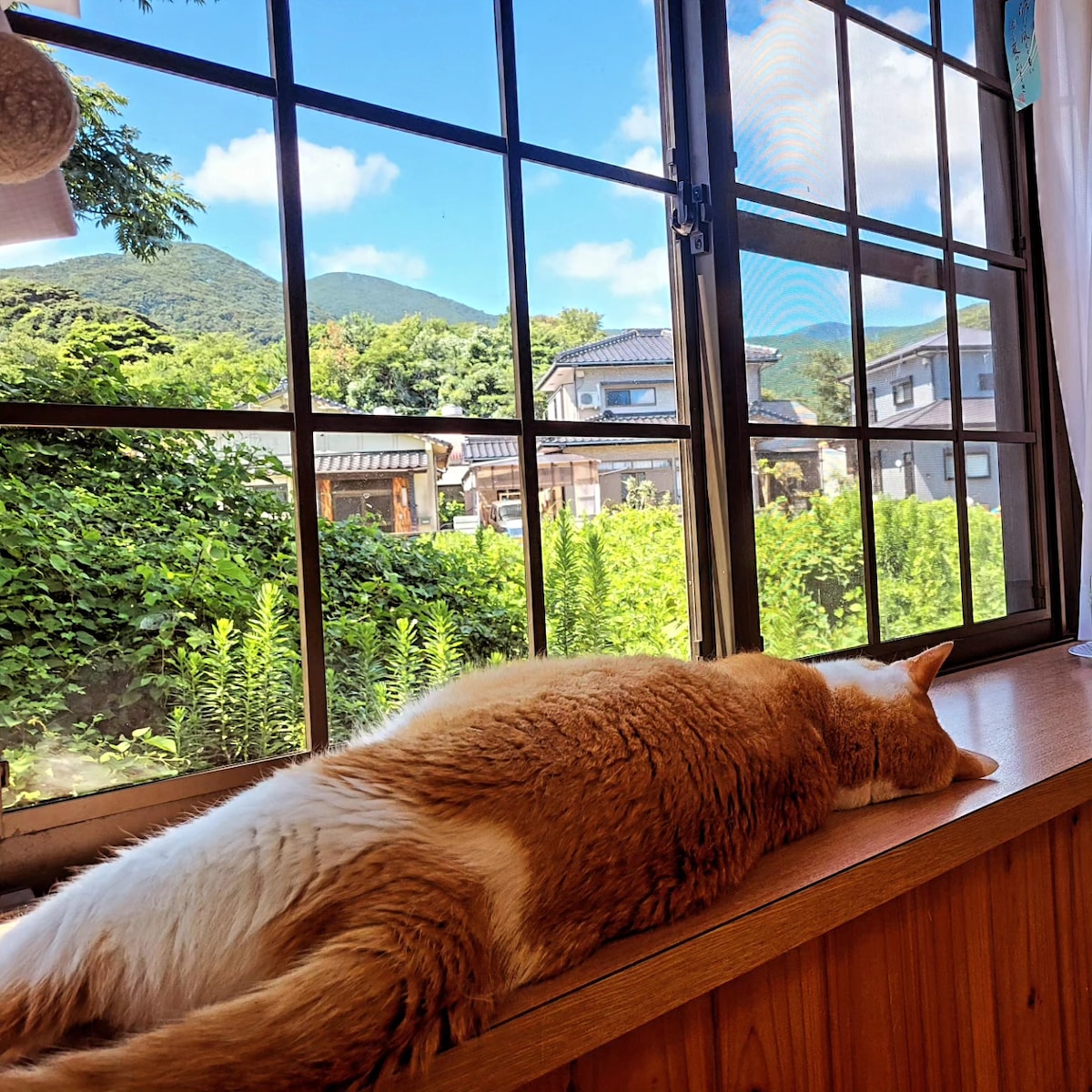 A ginger cat rests on a wooden windowsill, overlooking a scenic view of green foliage and distant mountains. The window features a grid design, inviting natural light into the space, while clouds lazily drift in the blue sky.
