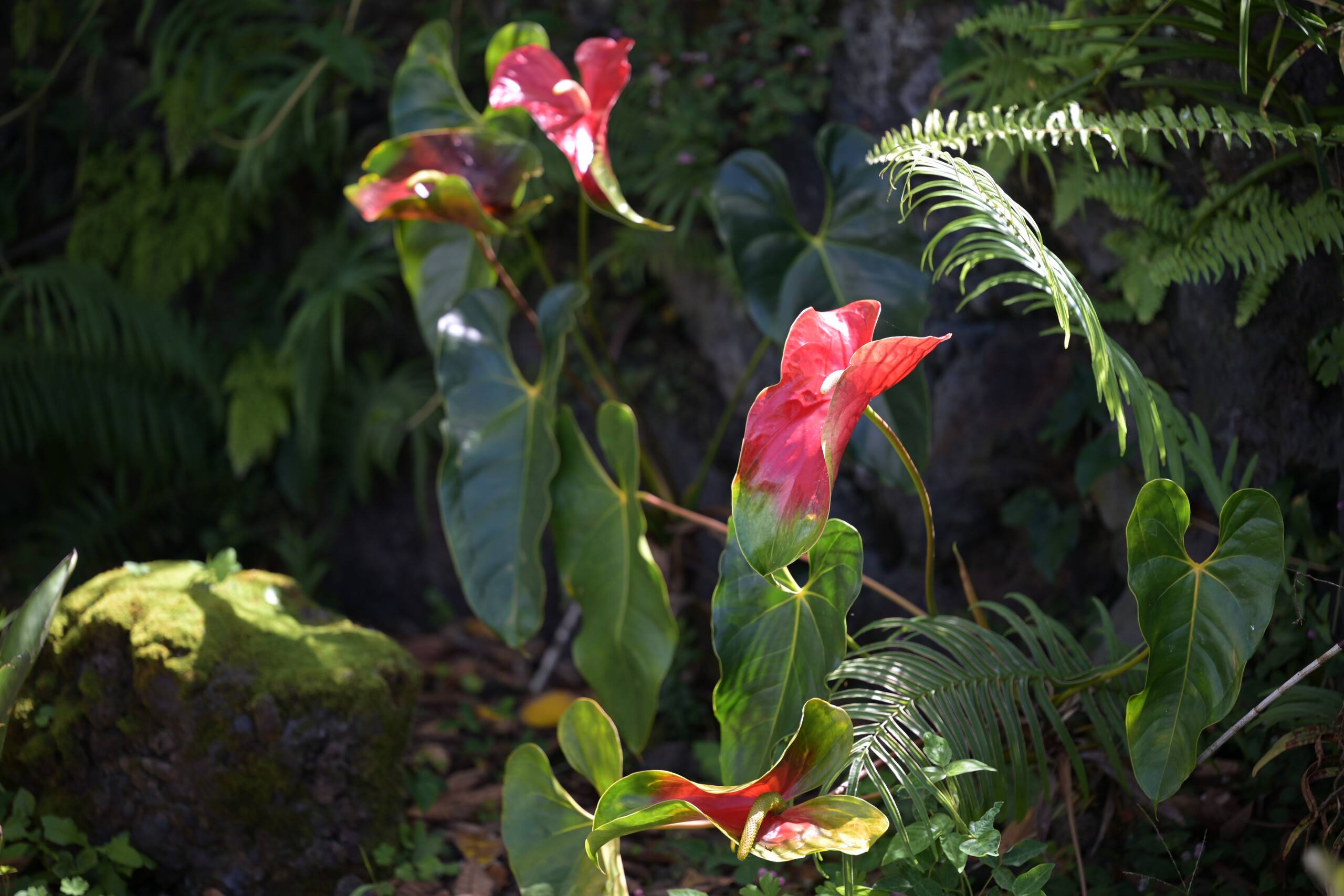 Home in Kailua-Kona · ★4.93 · 1 bedroom · 3 beds · 1 private bath - Image 14