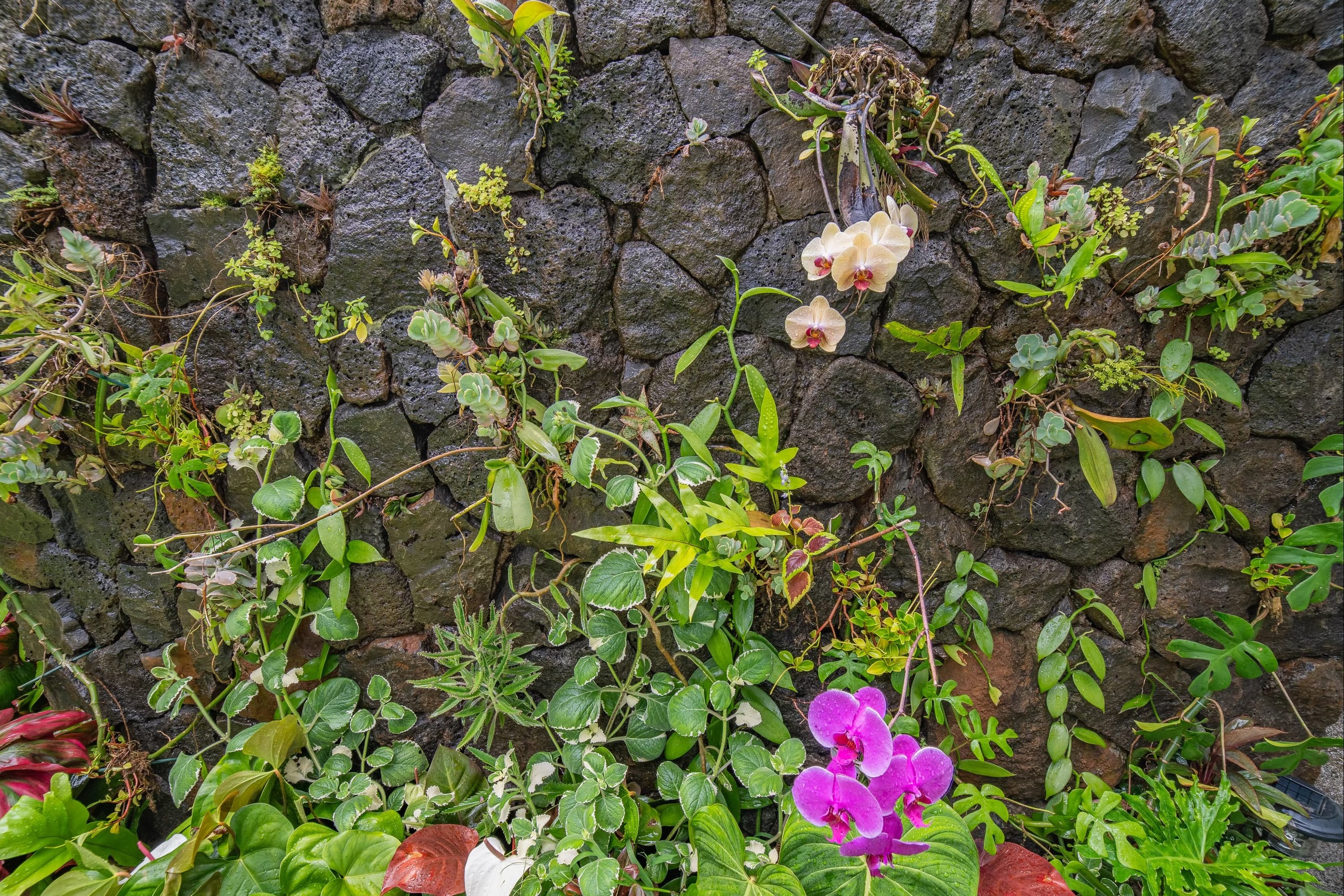 Home in Hanalei · ★4.97 · 3 bedrooms · 5 beds · 3 baths - Image 17