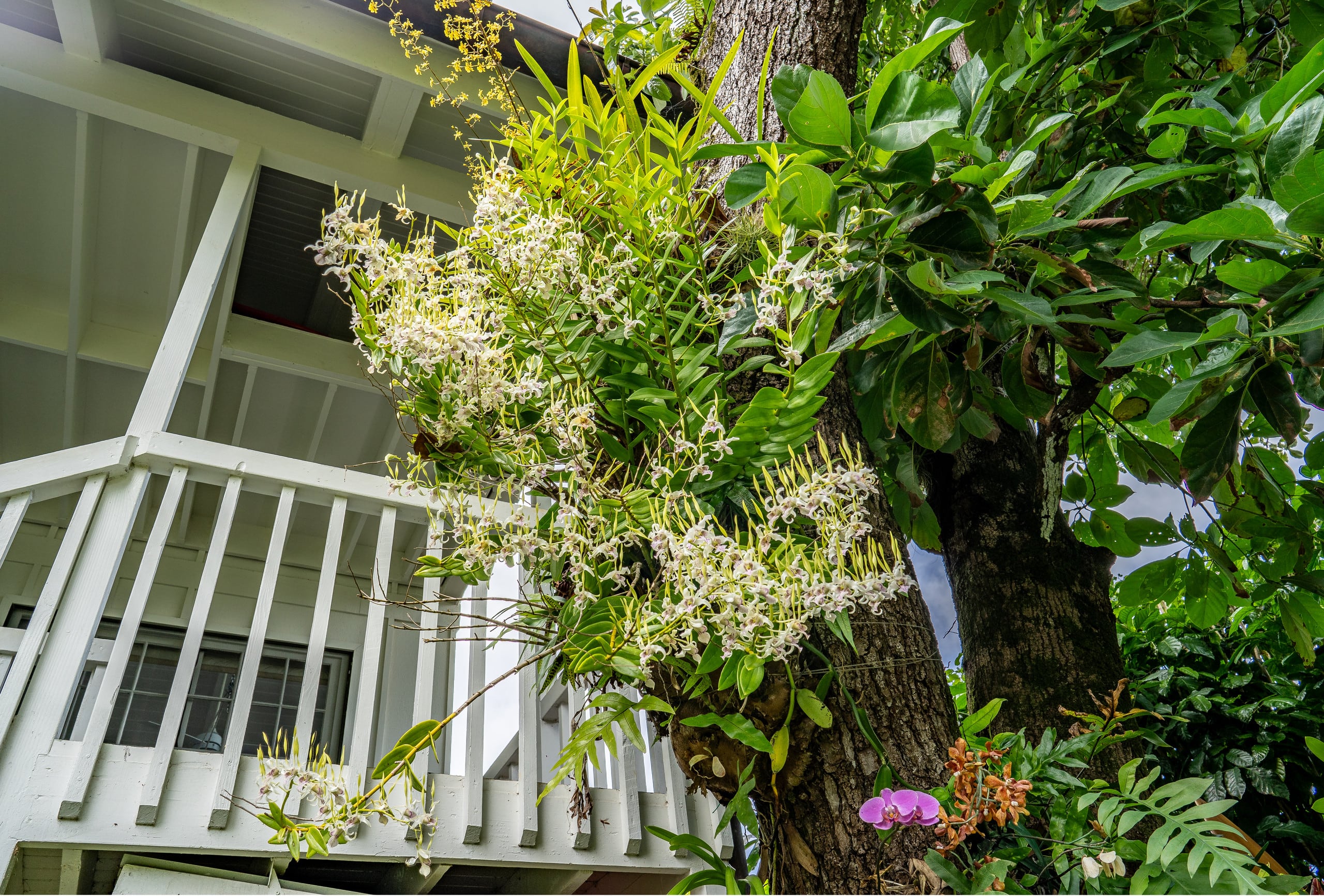 Home in Hanalei · ★4.97 · 3 bedrooms · 5 beds · 3 baths - Image 37