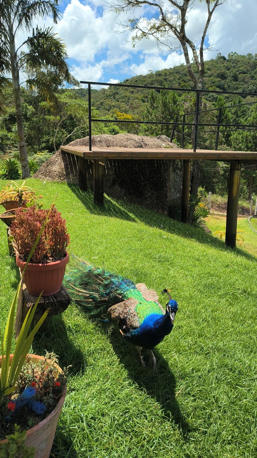 A peacock is seen walking across a green lawn adorned with colorful flower pots. In the background, a wooden deck overlooks a lush mountainous landscape, complemented by blue skies and scattered clouds.