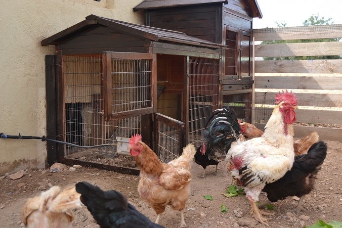 Several chickens are seen roaming freely outside a wooden coop. The coop is constructed from wood and wire, providing shelter and an enclosed area. A rustic wooden fence can be observed in the background, contributing to the farm-like setting of the property.