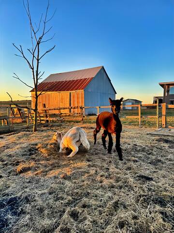 Maven Hill Farmhouse – Alpaca Haven