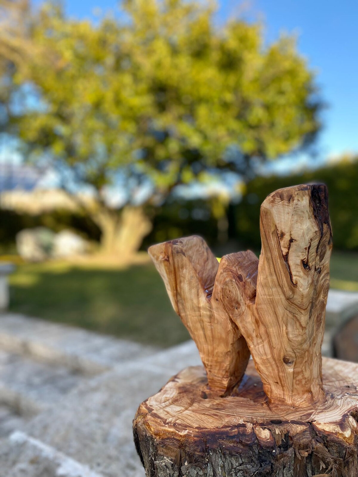 A sculptural wooden feature is prominently displayed, showcasing natural curves and textures. In the background, a lush green tree provides shade and enhances the serene outdoor setting. Soft light enhances the natural beauty of the wood, inviting relaxation in the garden area.