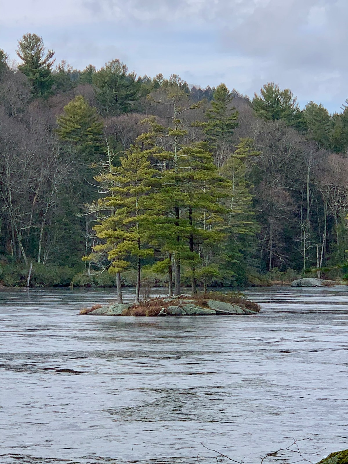A small island is seen in the center of a calm river, featuring a cluster of tall trees. The surrounding water reflects the greenery and distant forest, creating a serene natural setting under a cloudy sky.