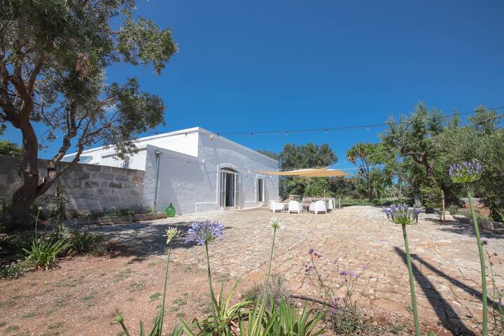 Historic villa and pool set amongst ancient olives gallery image 3