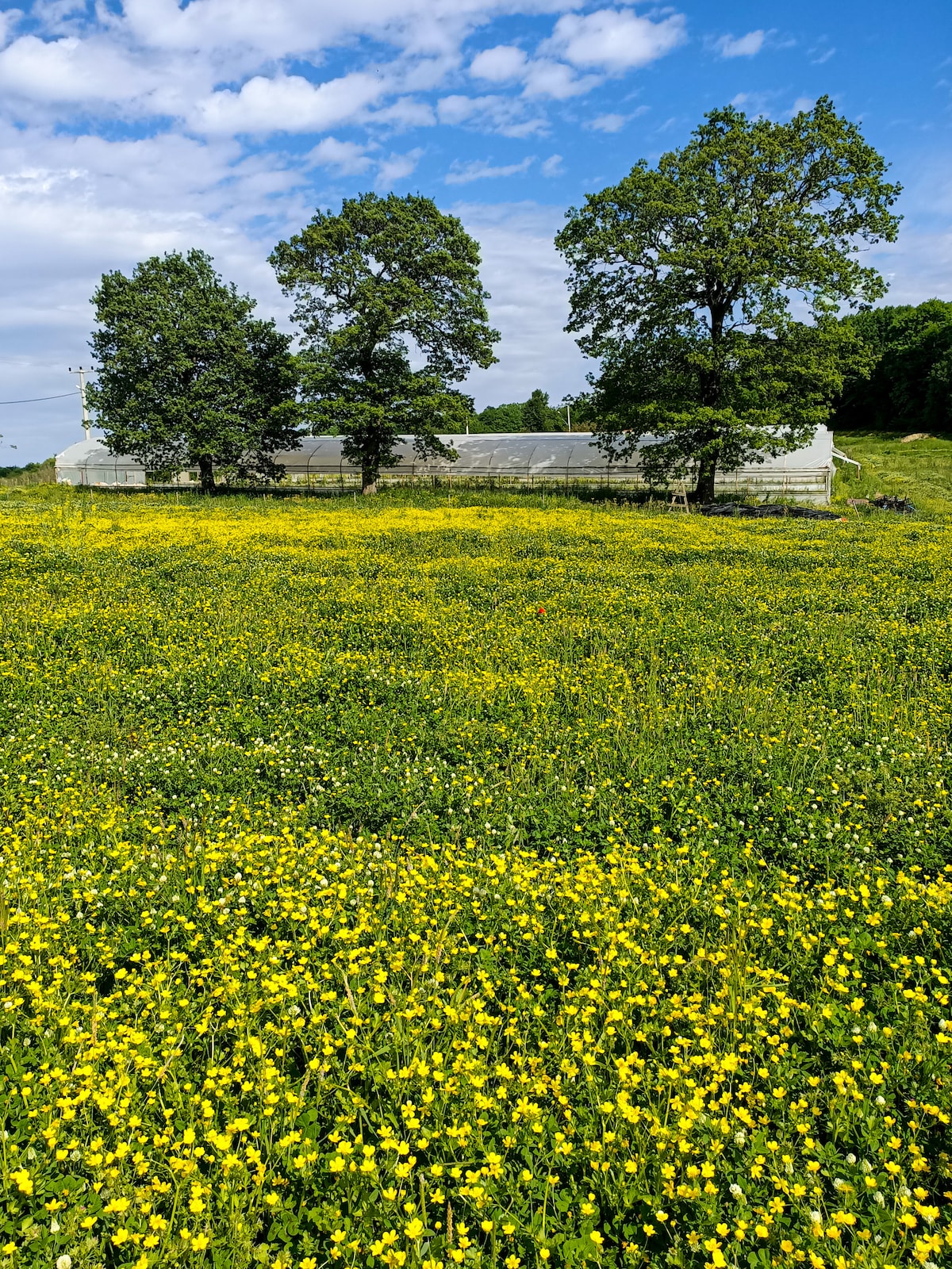 Çiftlik Evi ve Ormanda bir Kabin