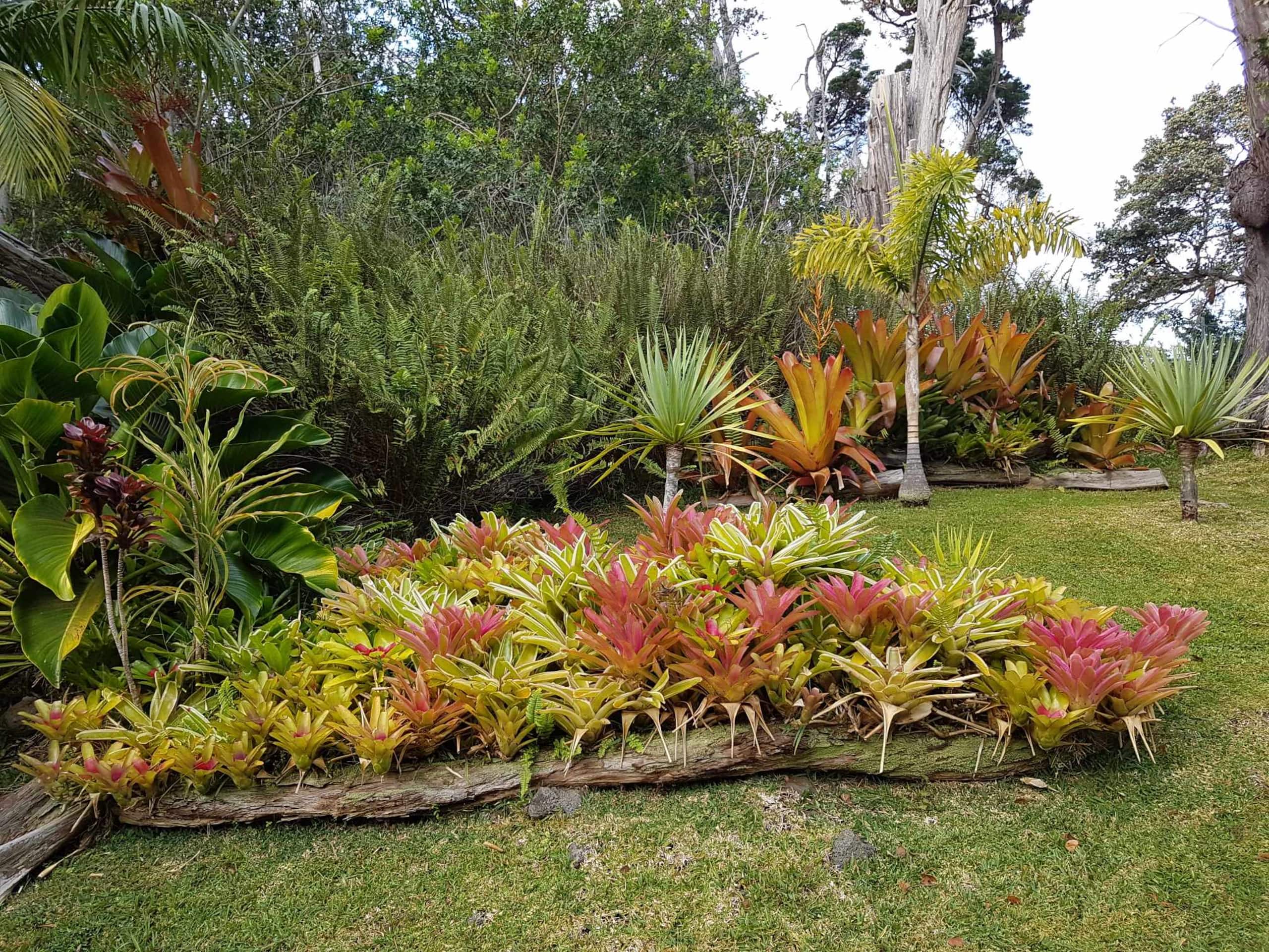Cabin in Naalehu · ★4.92 · 1 bedroom · 1 bed · 1 private bath - Image 8