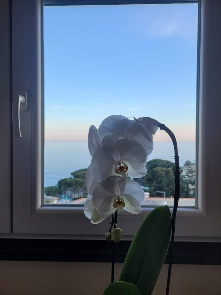 Carlotta's House , Cin It010043c26c8ghexi - Bogliasco