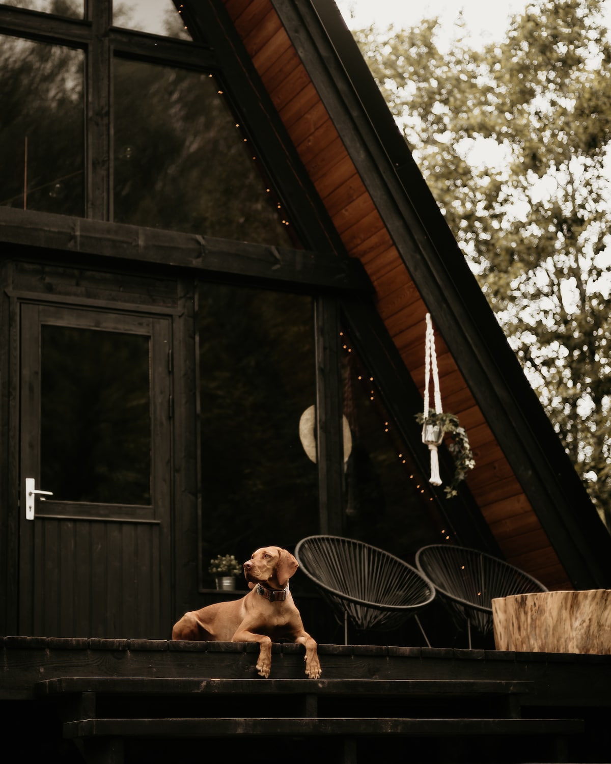 An A-frame house with dark wooden siding is showcased, featuring large glass windows that reflect the surrounding forest. A dog is seen lounging on the sturdy porch, accompanied by two stylish chairs. Decorative plants hang nearby, contributing to the cozy outdoor atmosphere.