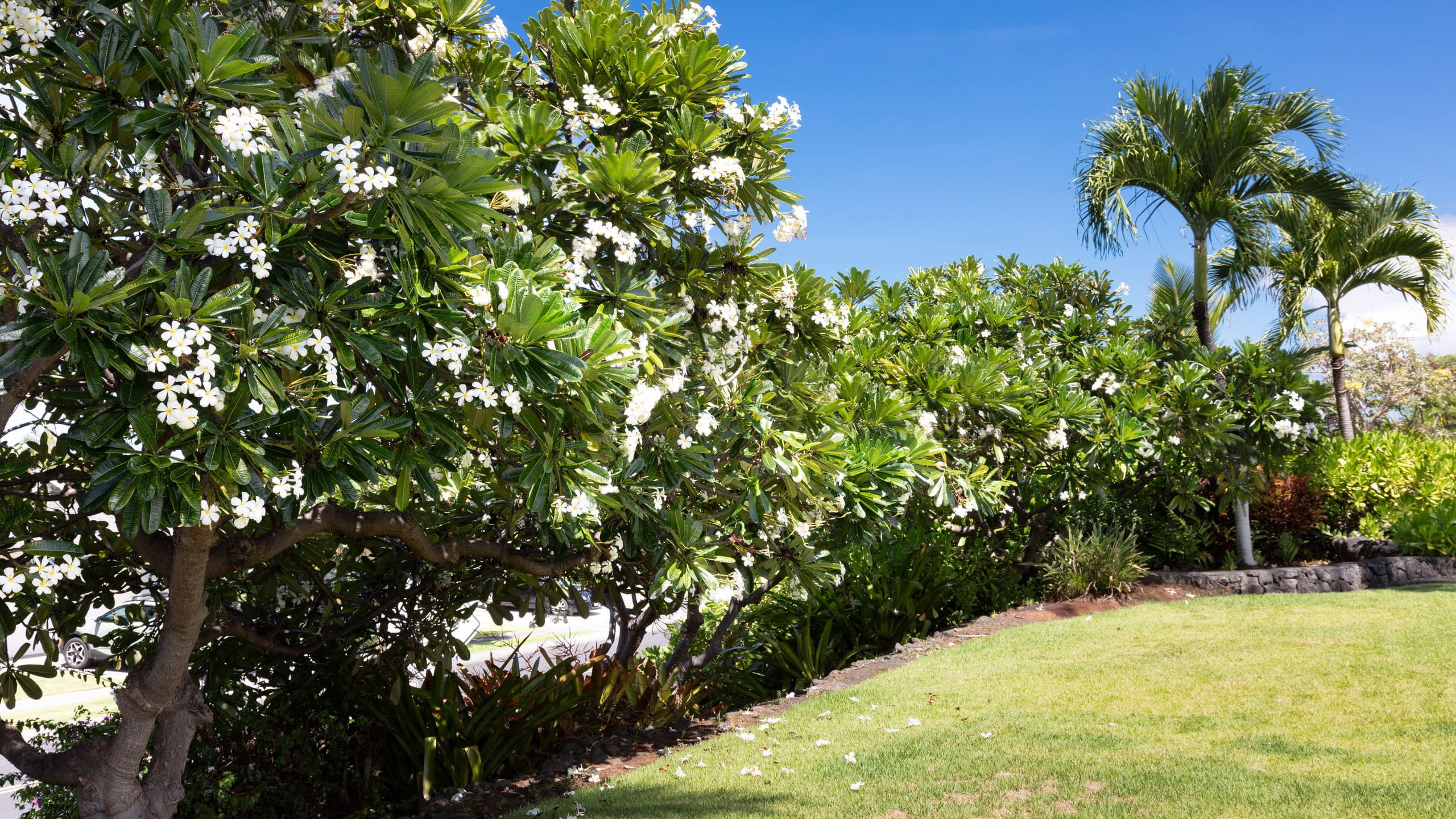 Home in Kailua-Kona · ★4.99 · 3 bedrooms · 4 beds · 2 baths - Image 26