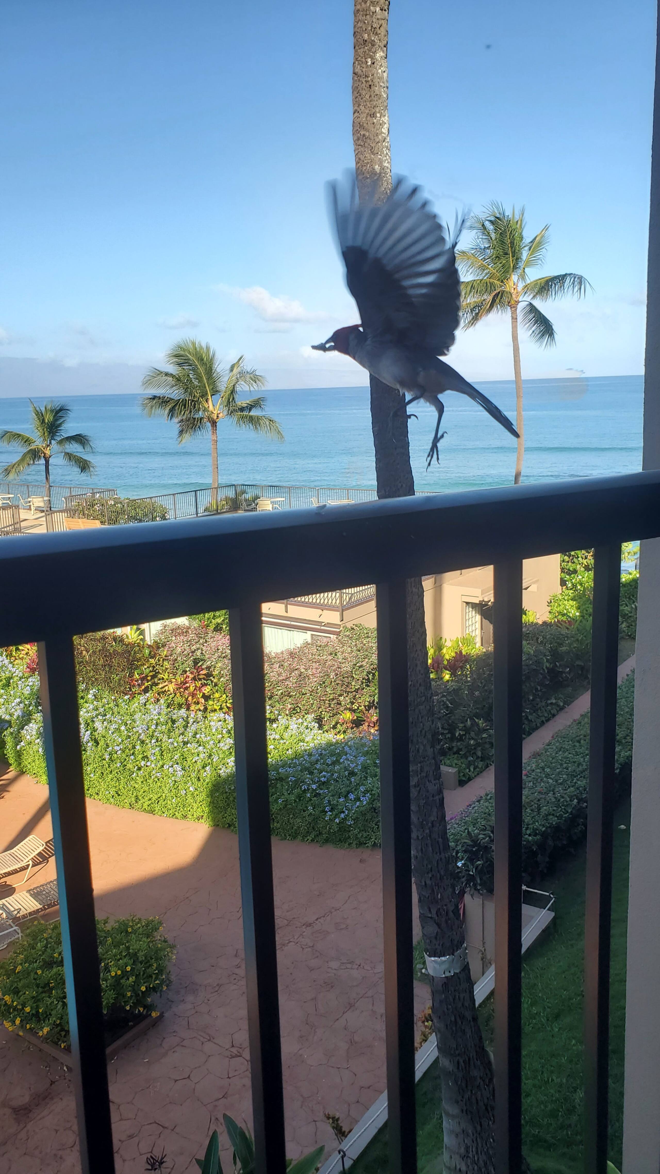 Condo in Lahaina · ★4.96 · 1 bedroom · 2 beds · 1 private bath - Image 25