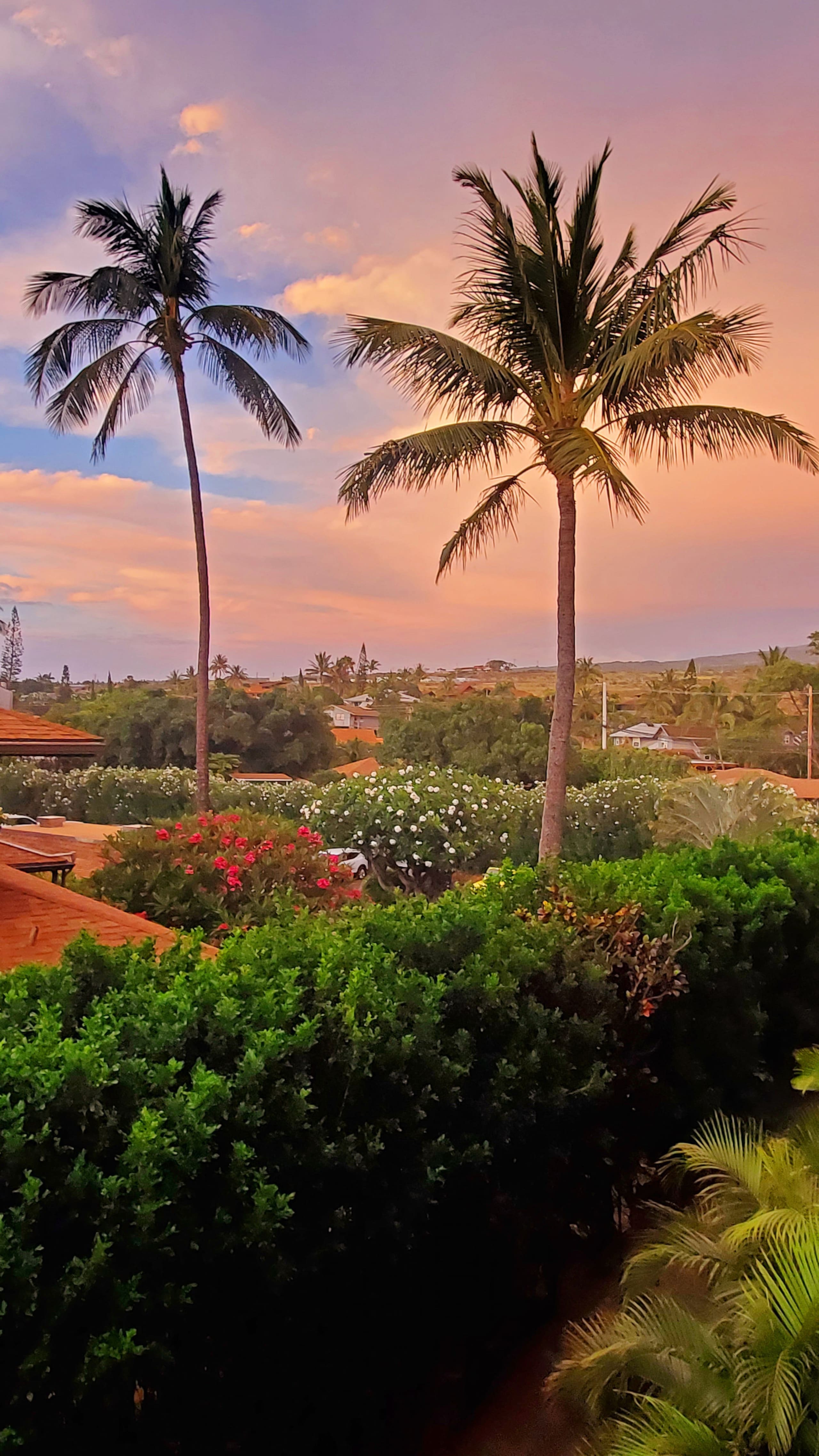 Condo in Lahaina · ★4.96 · 1 bedroom · 2 beds · 1 private bath - Image 56