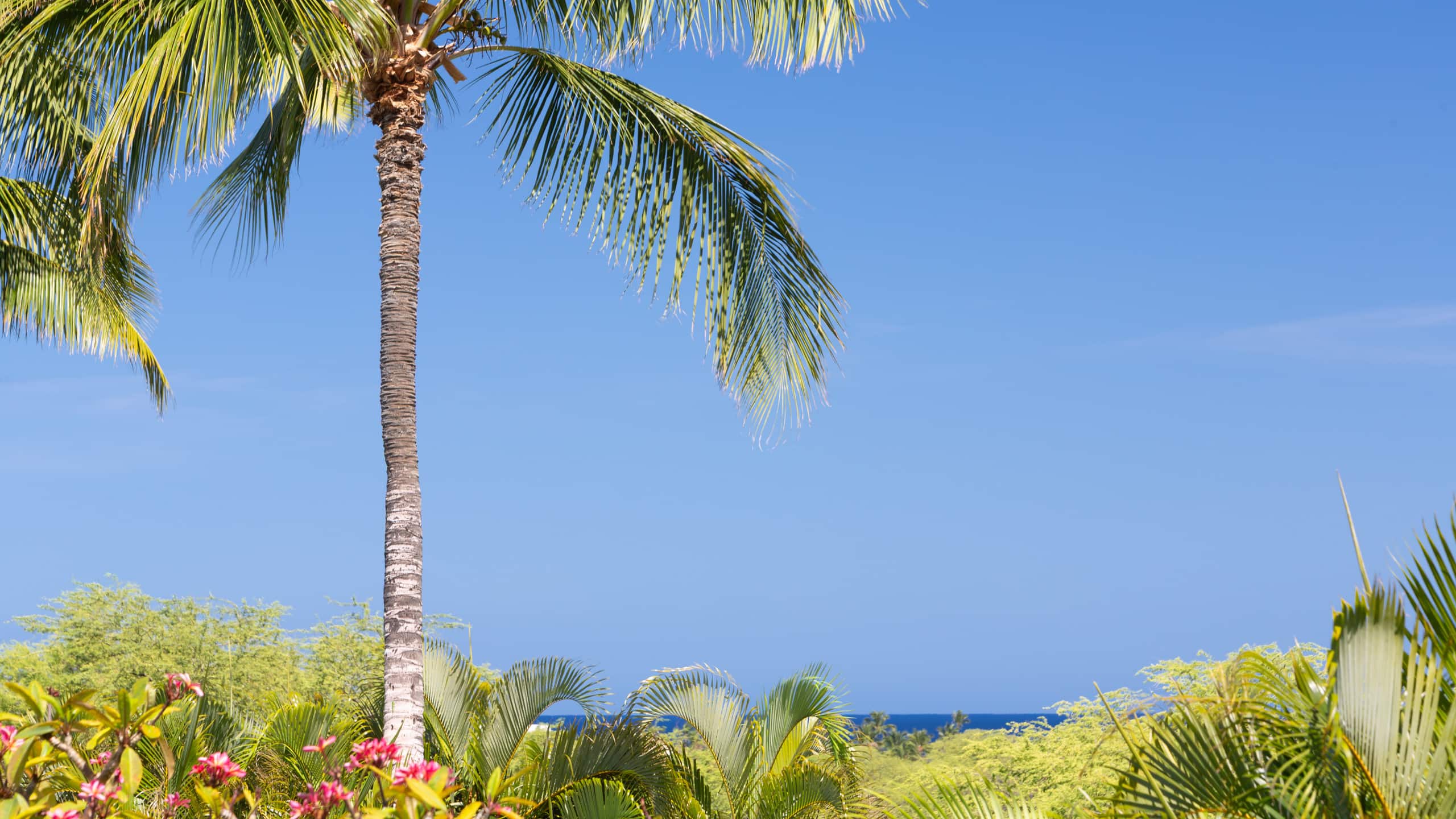 Home in Waimea · ★4.71 · 3 bedrooms · 4 beds · 3.5 baths - Image 55