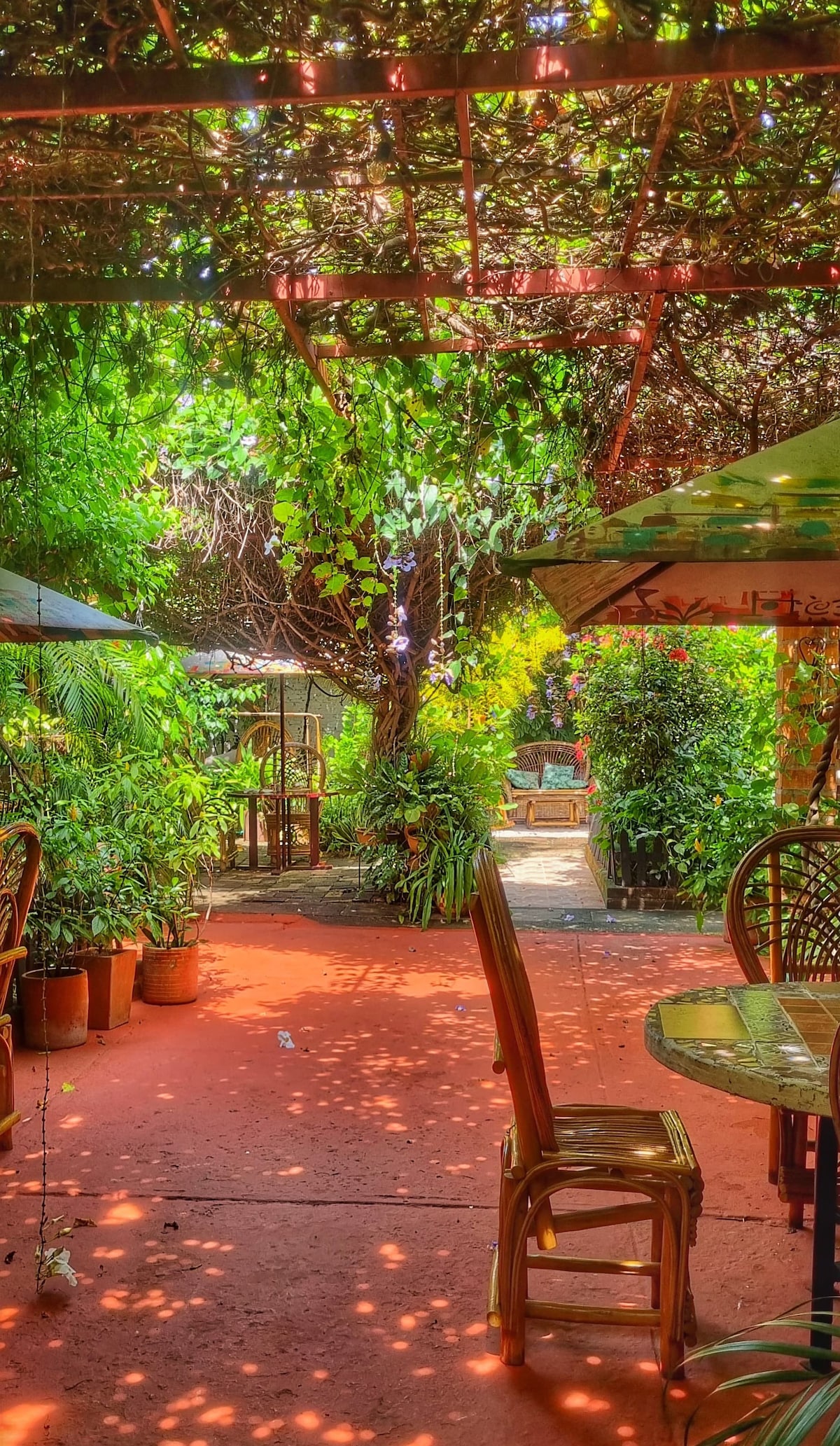 A vibrant outdoor area is surrounded by lush greenery, with natural vines providing shade. Several potted plants add texture to the vivid scene. Wicker furniture is arranged under the greenery, inviting relaxation within the serene atmosphere.