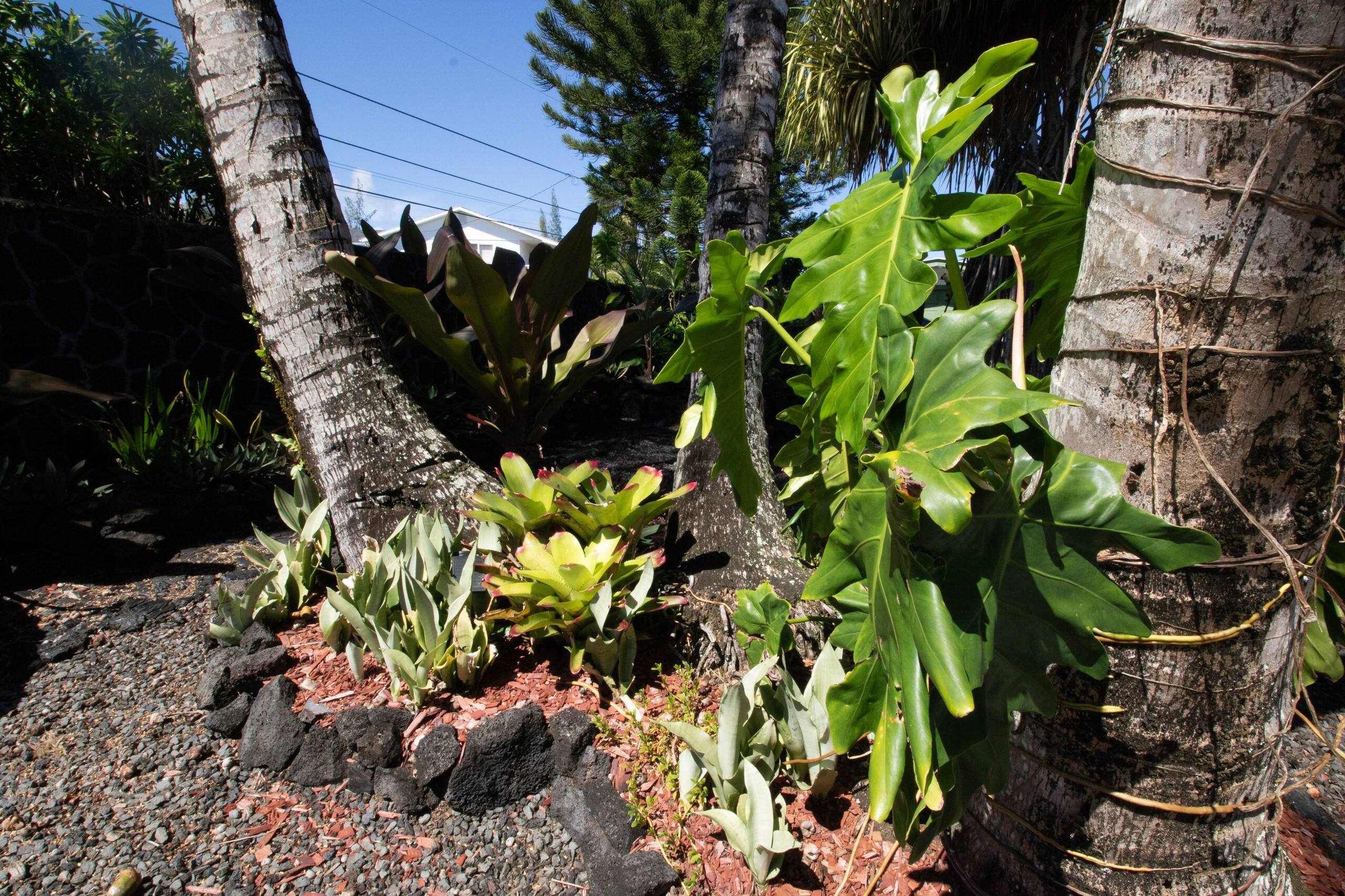Home in Keaau · ★4.95 · 2 bedrooms · 3 beds · 1 bath - Image 79