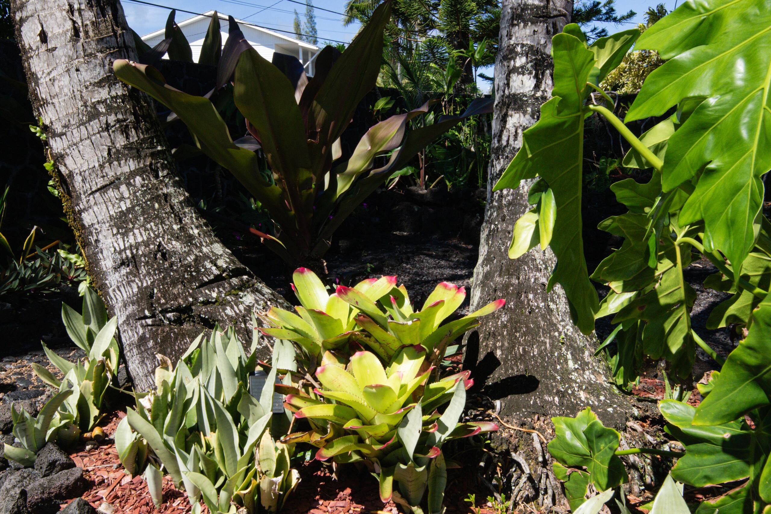 Home in Keaau · ★4.95 · 2 bedrooms · 3 beds · 1 bath - Image 80
