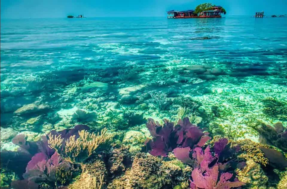The vibrant underwater scene showcases an array of coral formations in varying shades, including purple and yellow. Sunlight filters through the clear water, illuminating the seabed and creating a sense of tranquility. A distant island structure can be seen on the horizon.