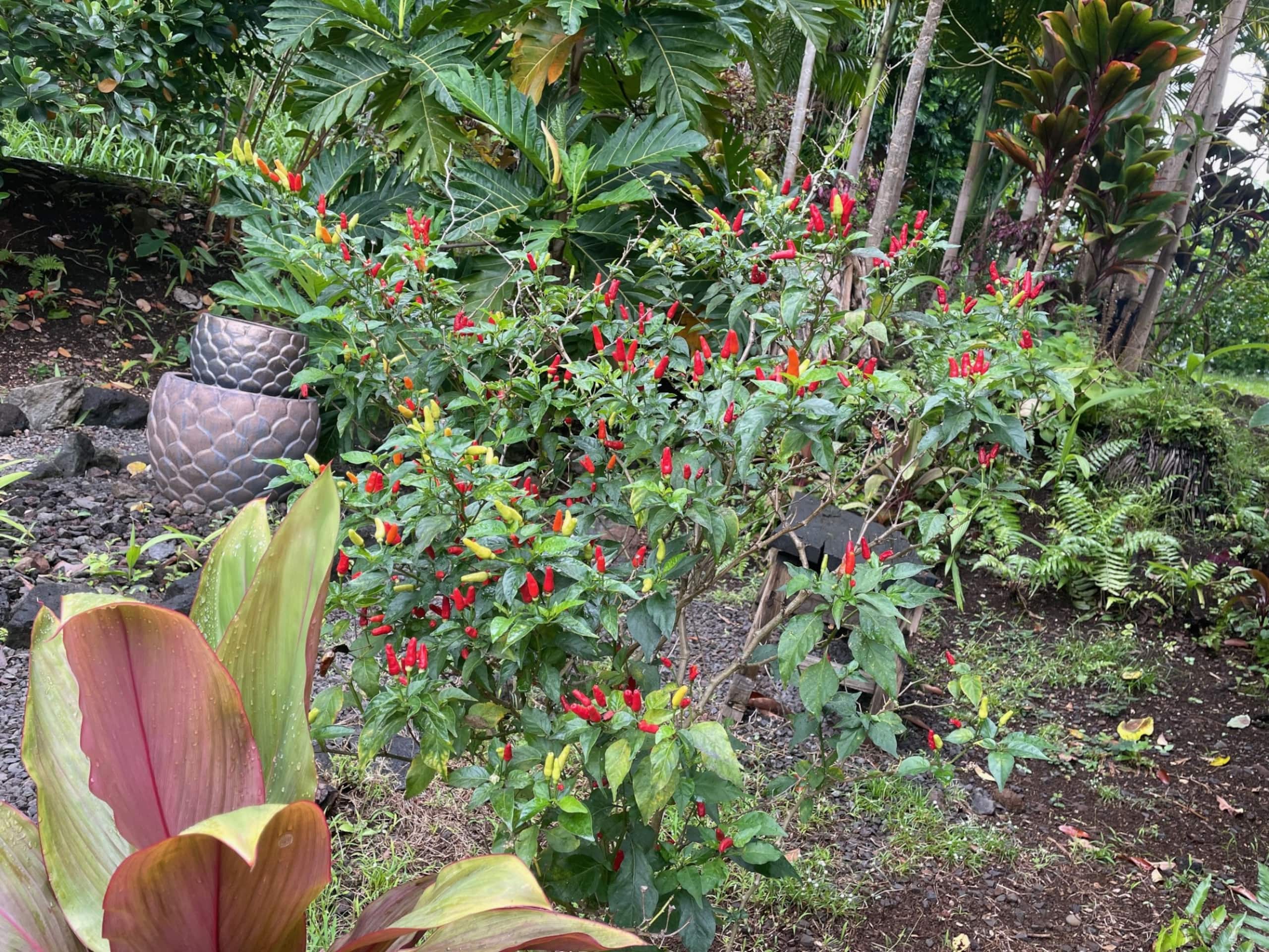 Private Studio short walk to Hakalau Beach Hamakua - Photo 10