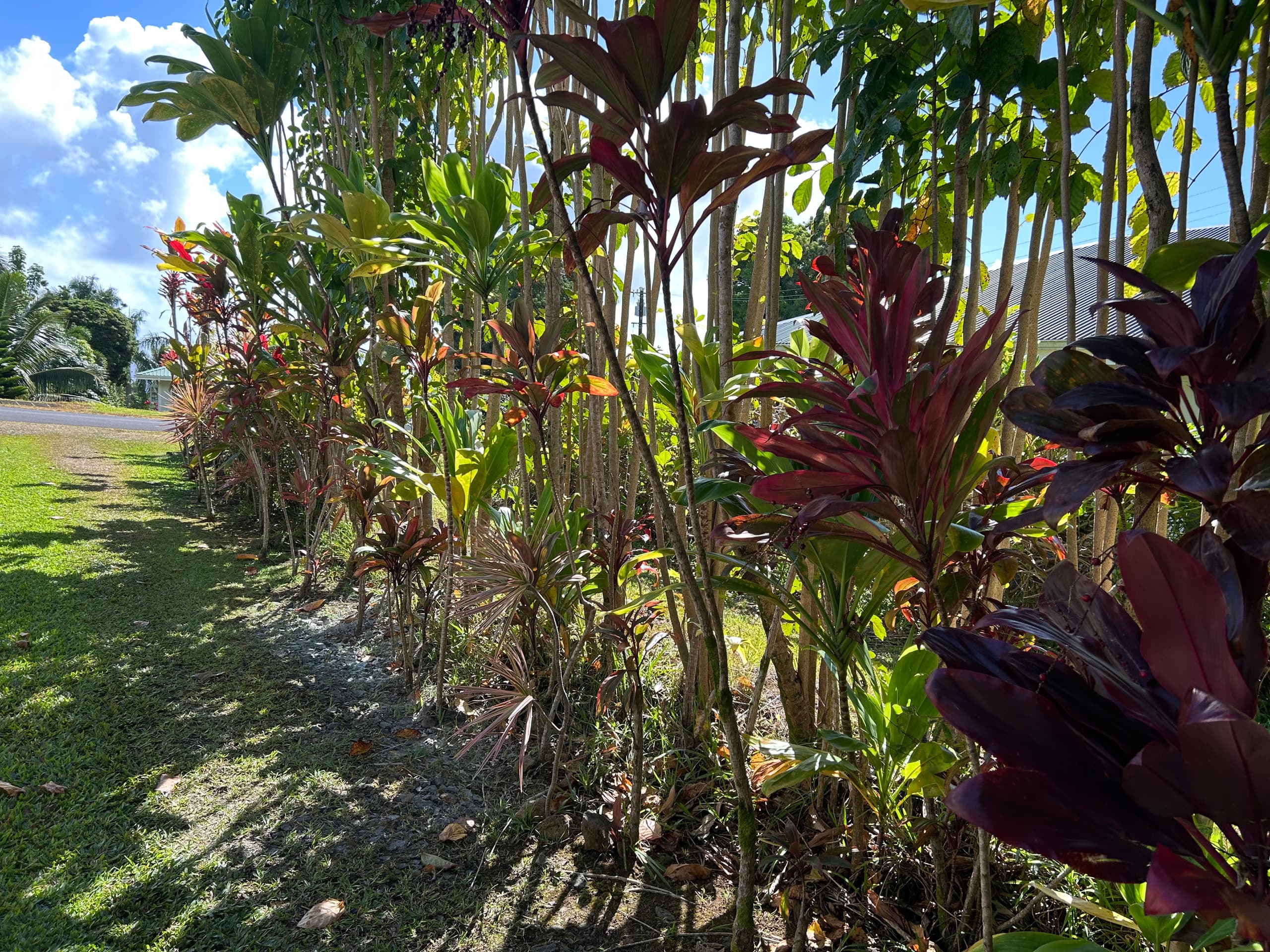 Private Studio short walk to Hakalau Beach Hamakua - Photo 11