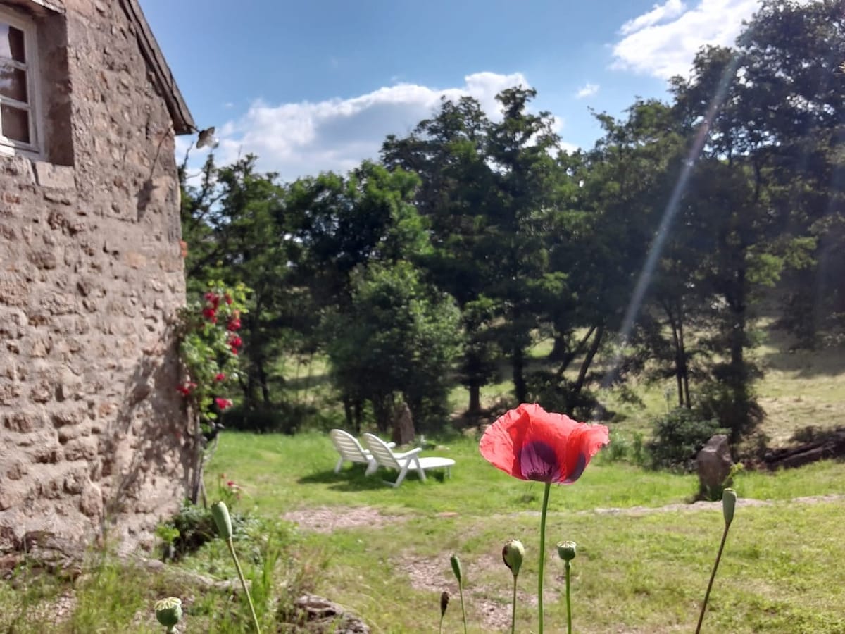A vibrant red poppy stands in the foreground, capturing attention. In the background, a grassy area is visible, featuring two white lounge chairs positioned near a wooded area with lush greenery and trees under a clear blue sky.