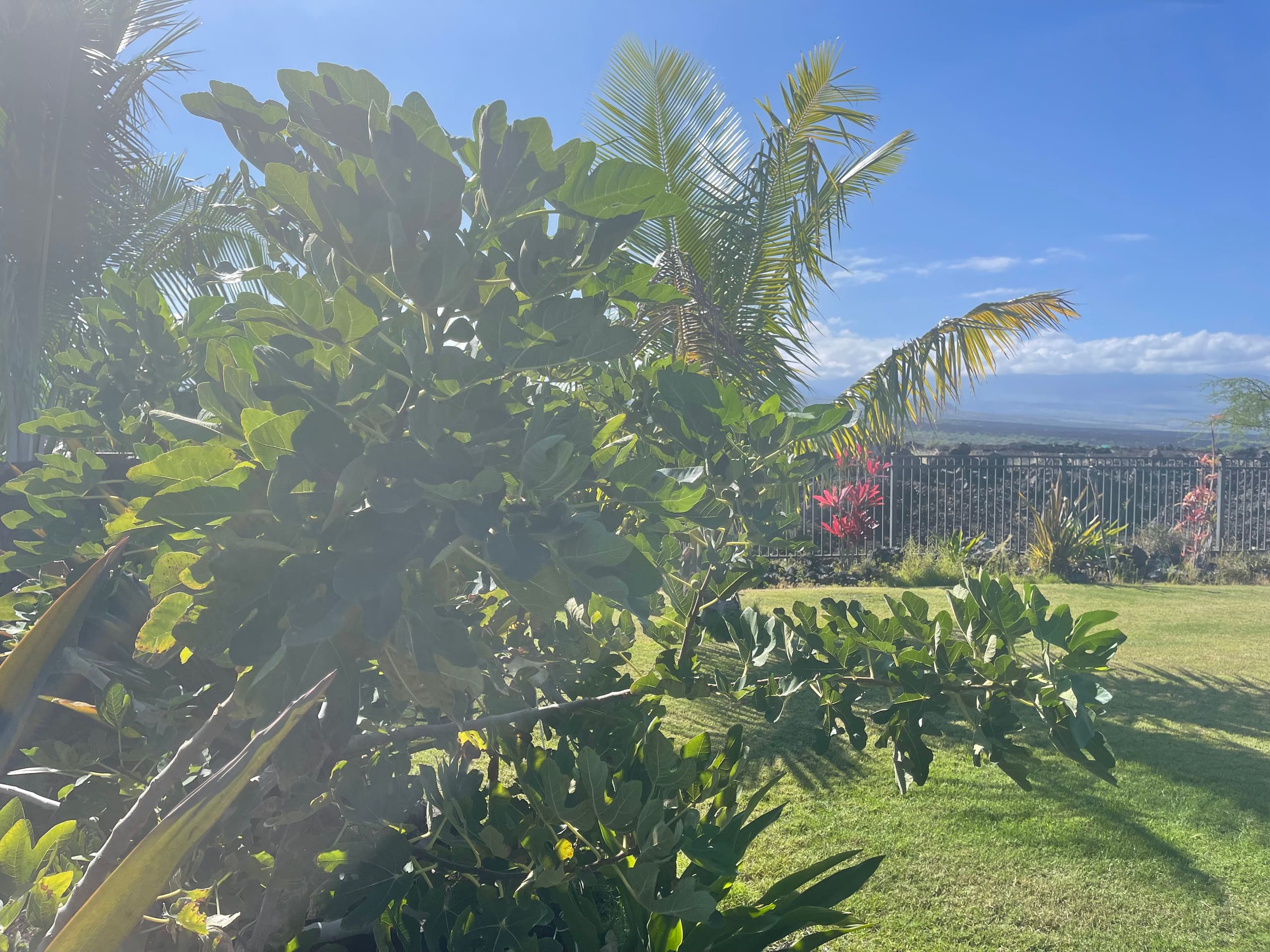 Entire House Peaceful retreat 4BR Waikoloa beach - Photo 39