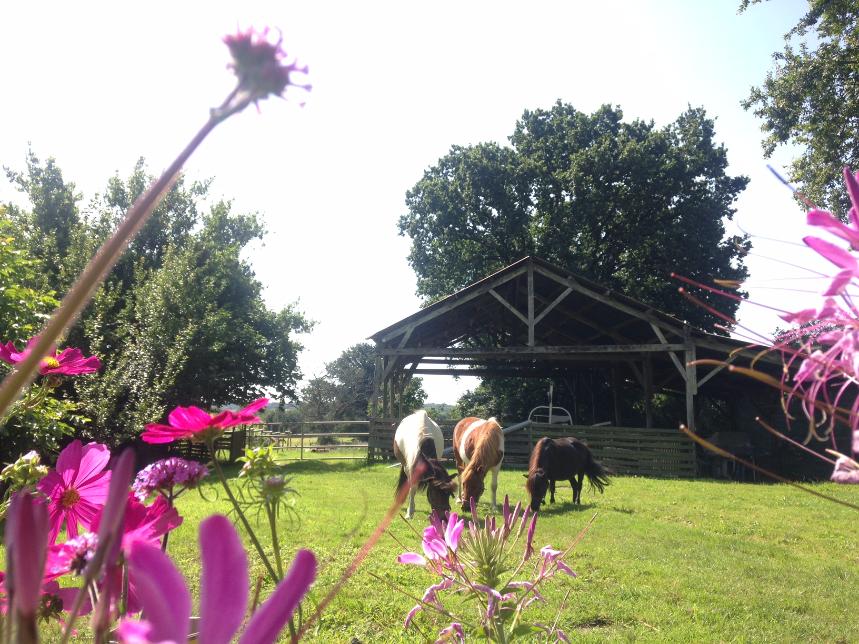 Horses are seen grazing in a lush green field under a spacious shelter, surrounded by vibrant flowers. Tall trees create a natural backdrop, enhancing the serene atmosphere of the equestrian farm setting.
