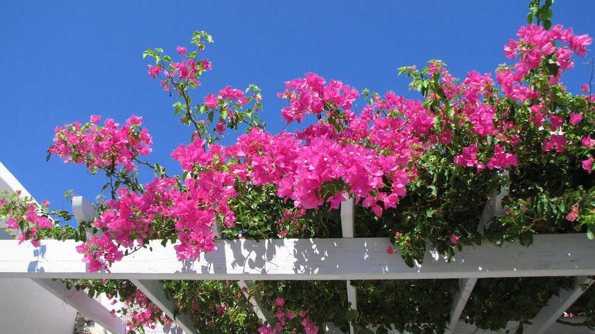 “On the Blue” Seaside house with Private pool gallery image 4