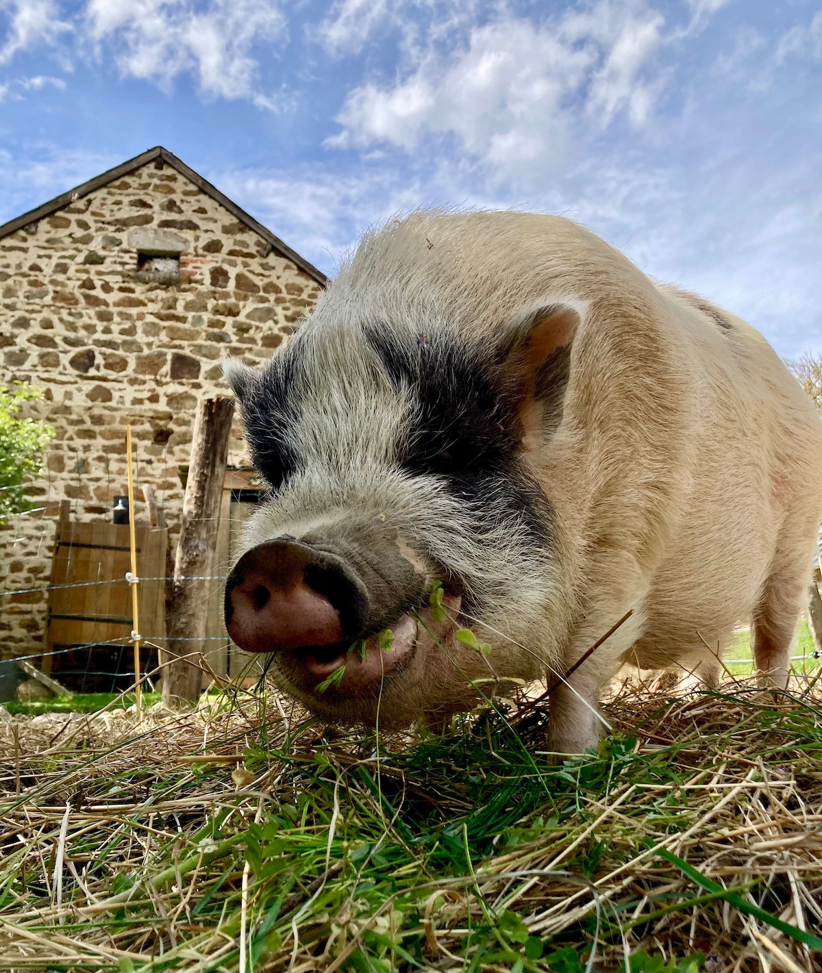 A Vietnamese pig is seen foraging in a grassy area, surrounded by straw. The rustic stone house is partially visible in the background, and a sunny sky with scattered clouds creates a serene outdoor setting.