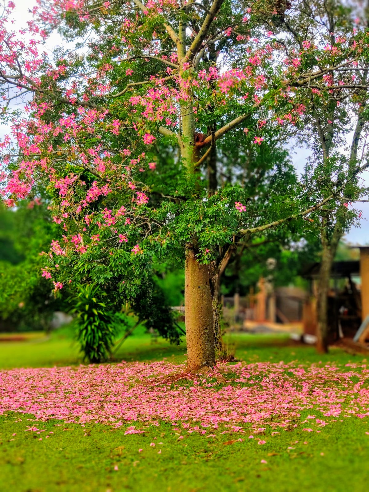 A tall tree with vibrant pink blossoms is surrounded by a carpet of fallen pink petals. The lush green grass beneath contrasts beautifully with the delicate flowers, creating a serene and inviting natural landscape.