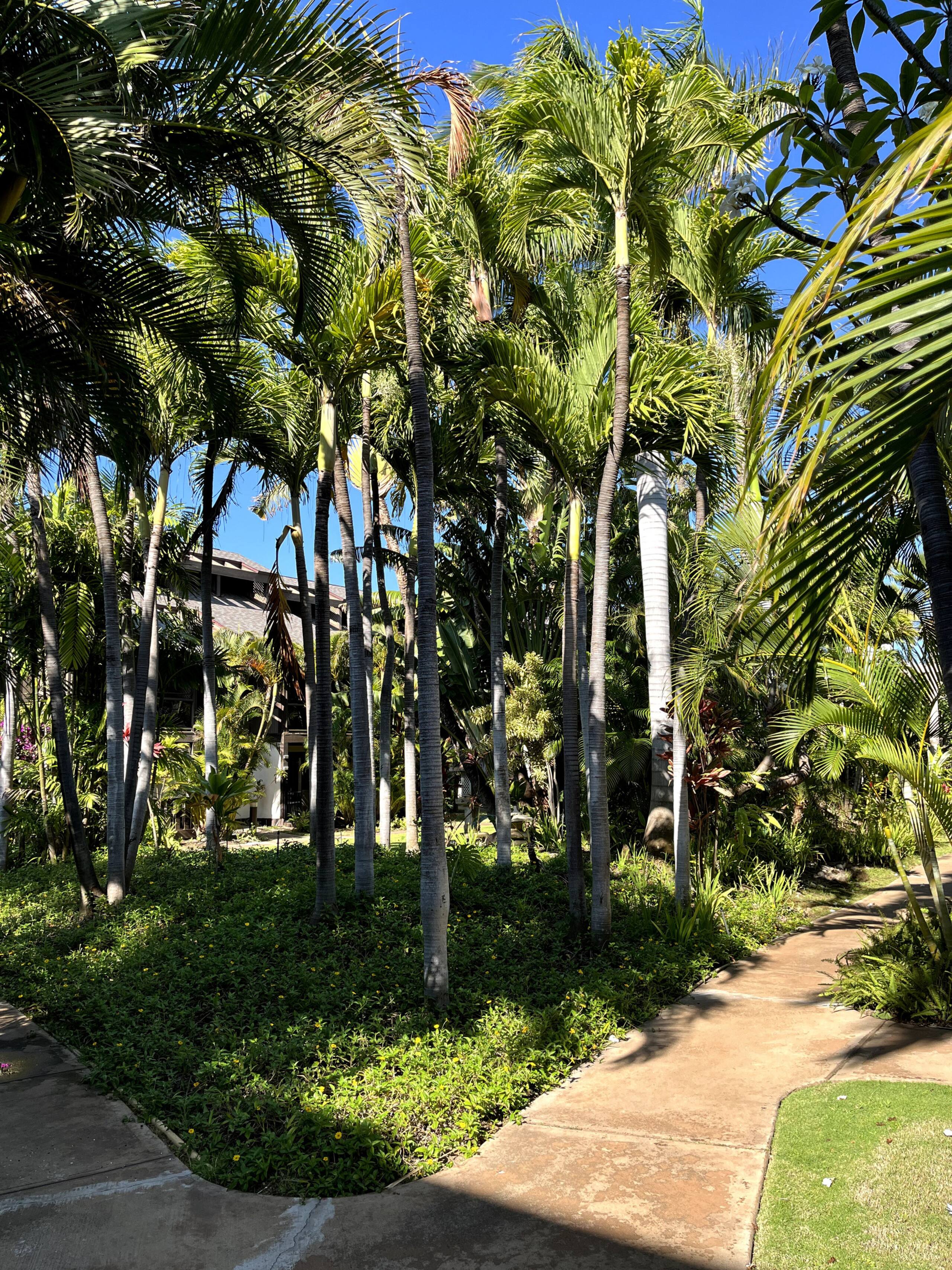 Condo in Kihei · ★4.94 · 1 bedroom · 2 beds · 1 private bath - Image 62