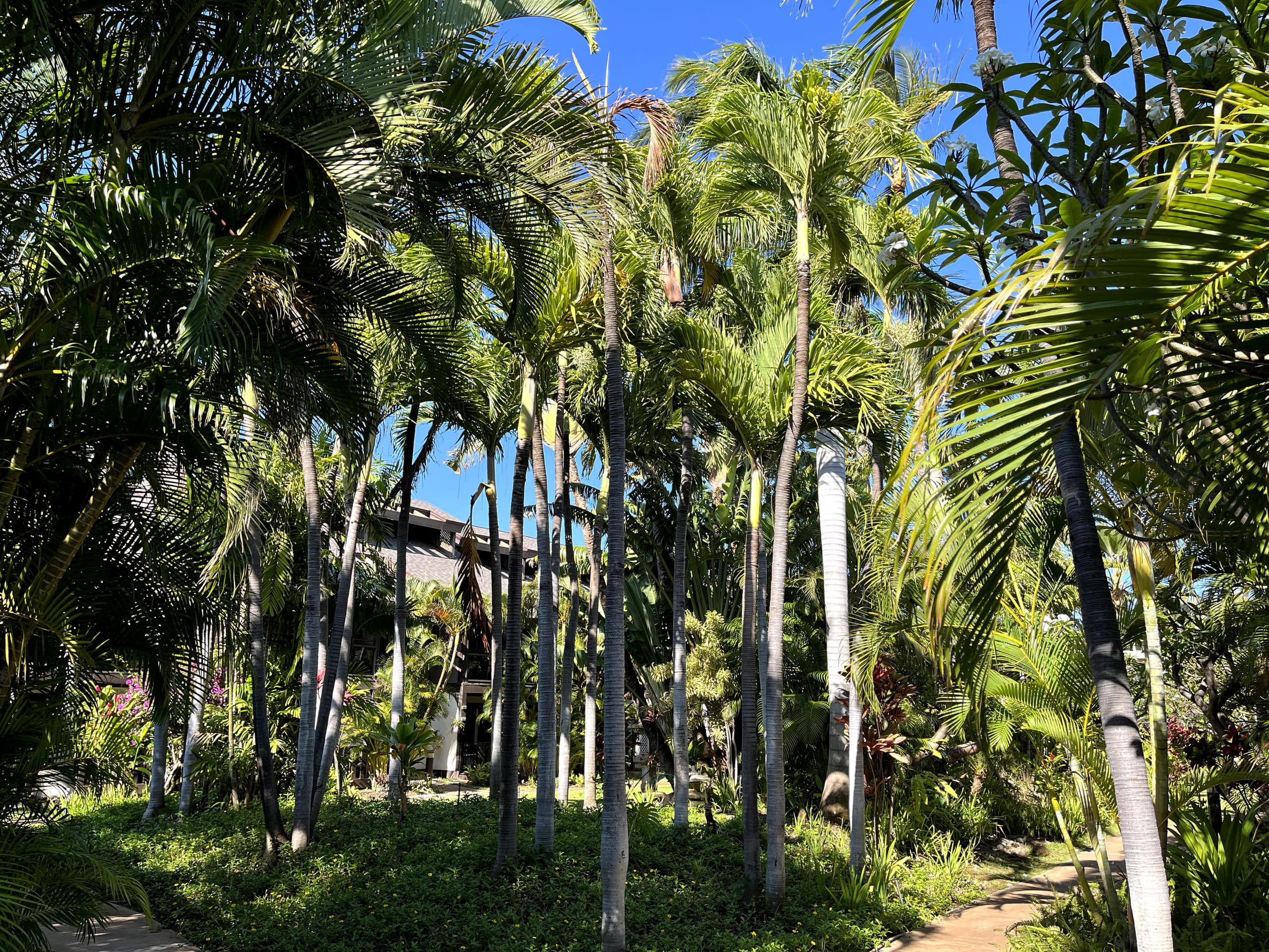 Condo in Kihei · ★4.94 · 1 bedroom · 2 beds · 1 private bath - Image 64